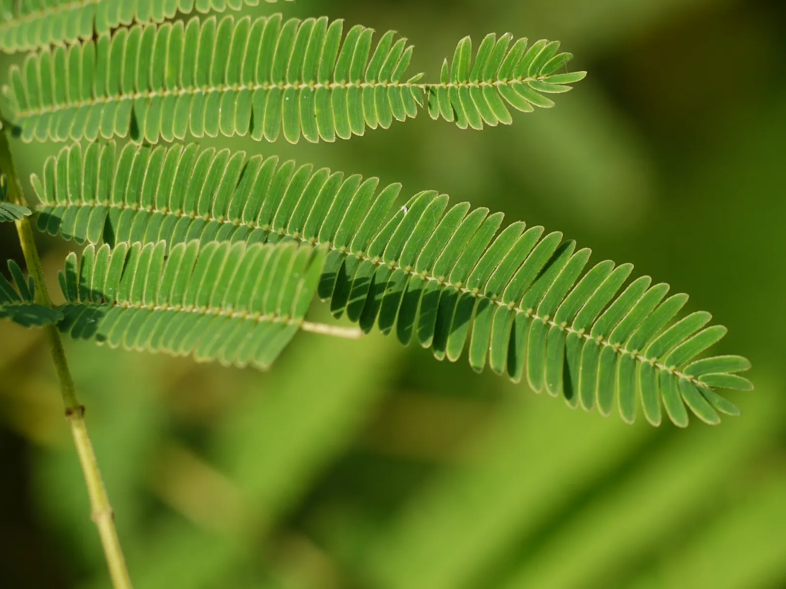 Twisted Acacia (Acacia Schaffneri) — Its distinguishing feature is the gracefully contorted branches, adorned with feathery, bright green foliage