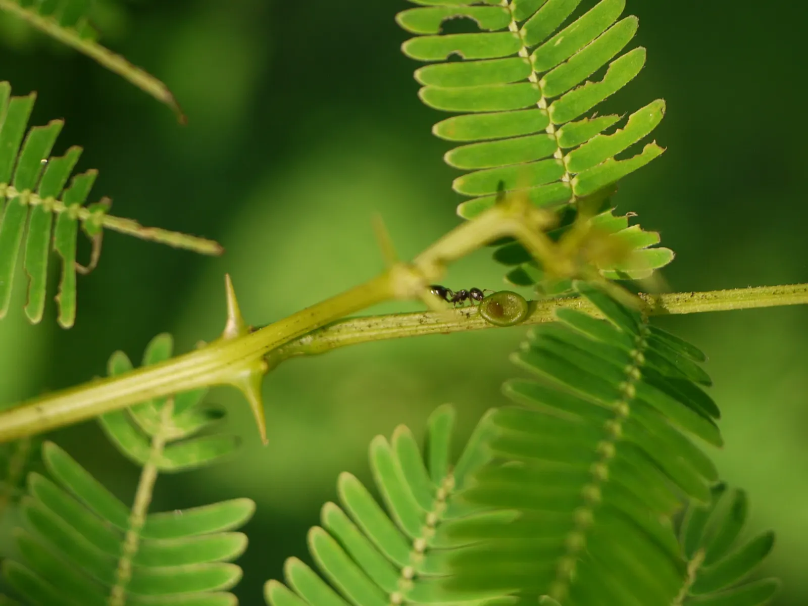 Twisted Acacia (Acacia Schaffneri) — Minimal water once established; caution advised as it possesses sharp thorns up to 2 inches long