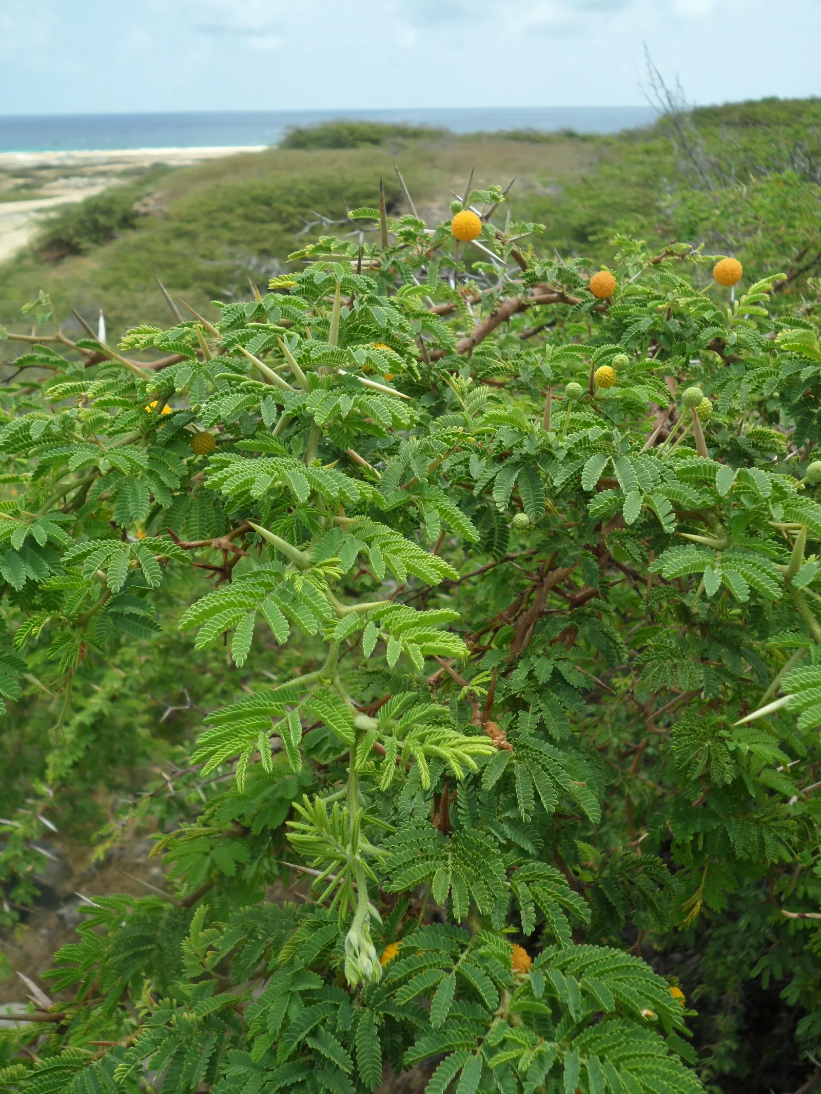 Twisted Acacia (Acacia Schaffneri) — It's also quite resilient to most pests and diseases.<br><br>This plant's intriguing form