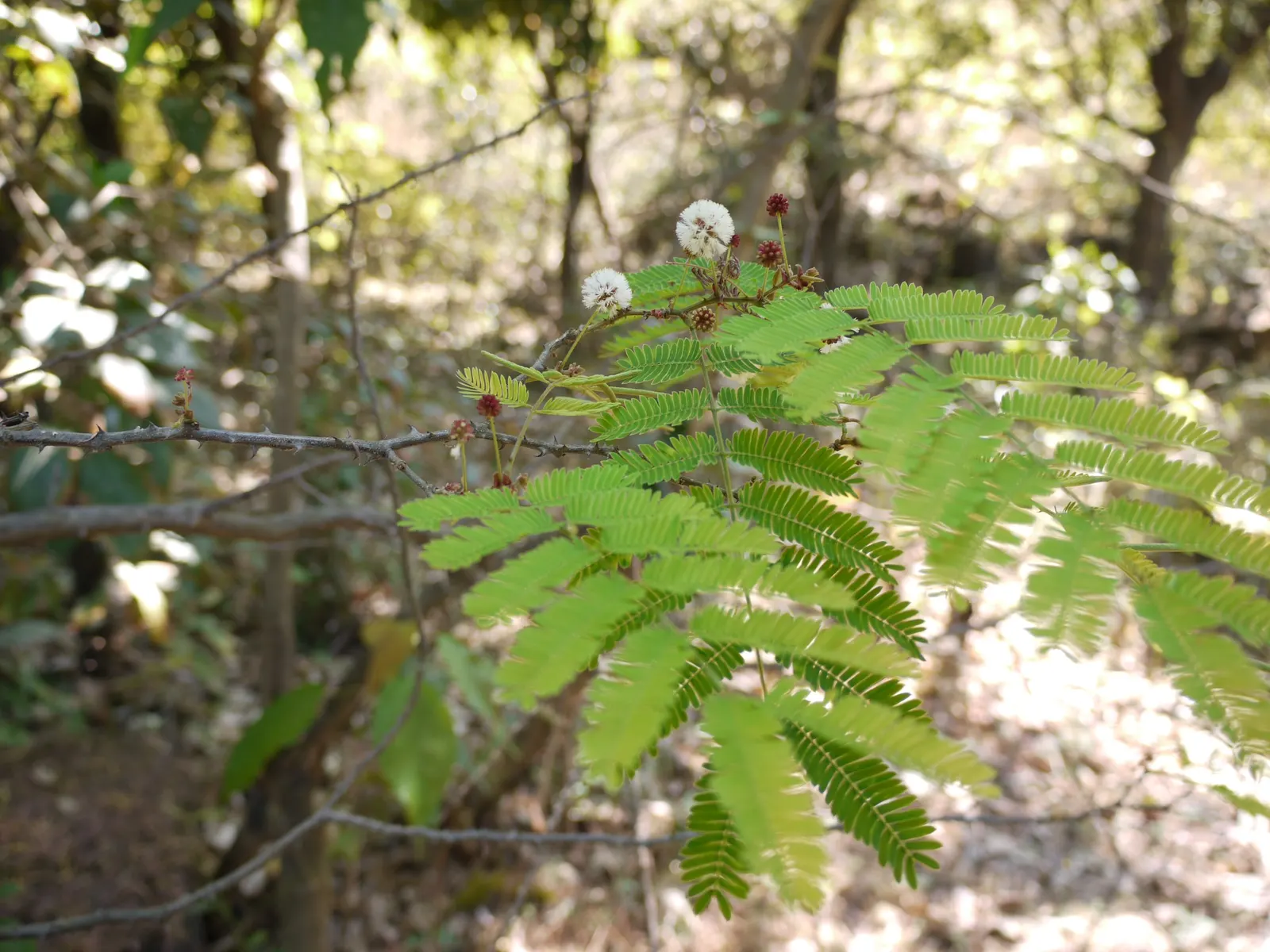 Twisted Acacia (Acacia Schaffneri) — The Twisted Acacia (Acacia schaffneri); yellow puffball flowers emerge in spring, providing contrast and fragrance