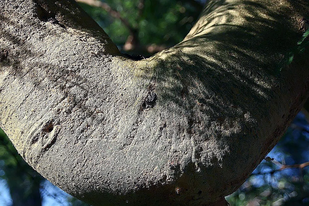 Twisted Acacia (Acacia Schaffneri) — requiring minimal pruning to maintain shape