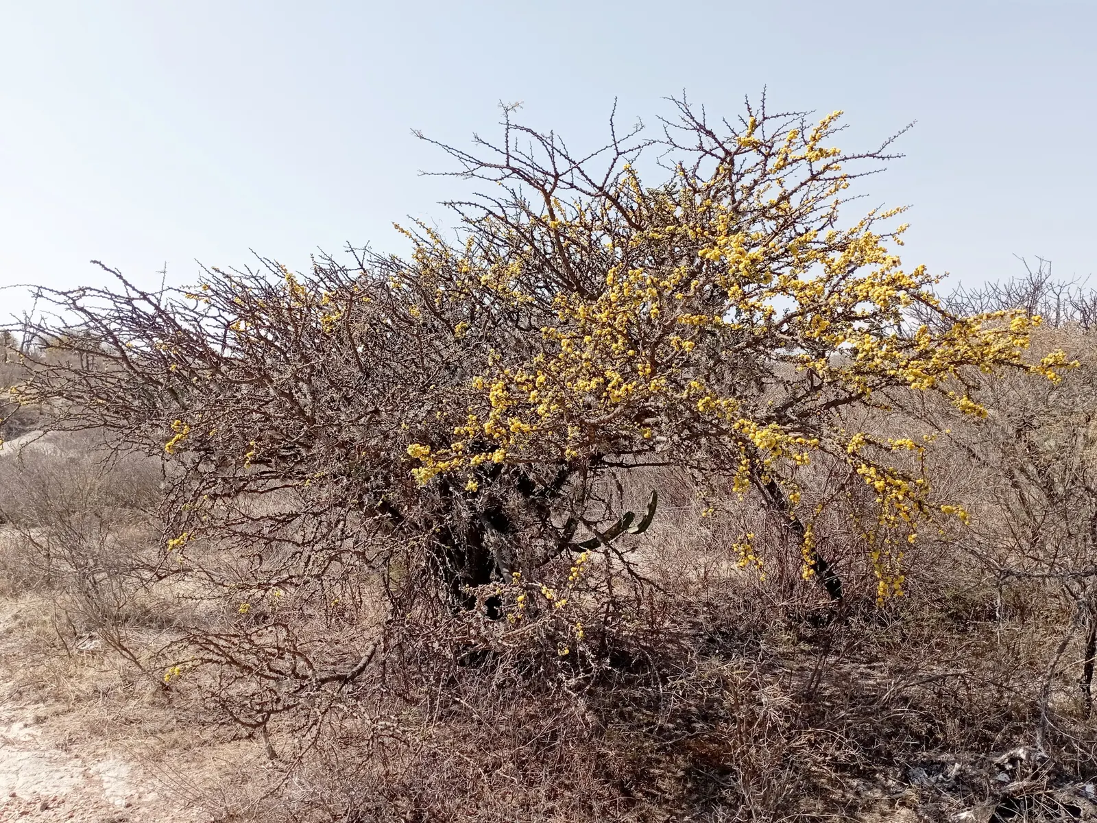 Twisted Acacia (Acacia Schaffneri) — During the growing season
