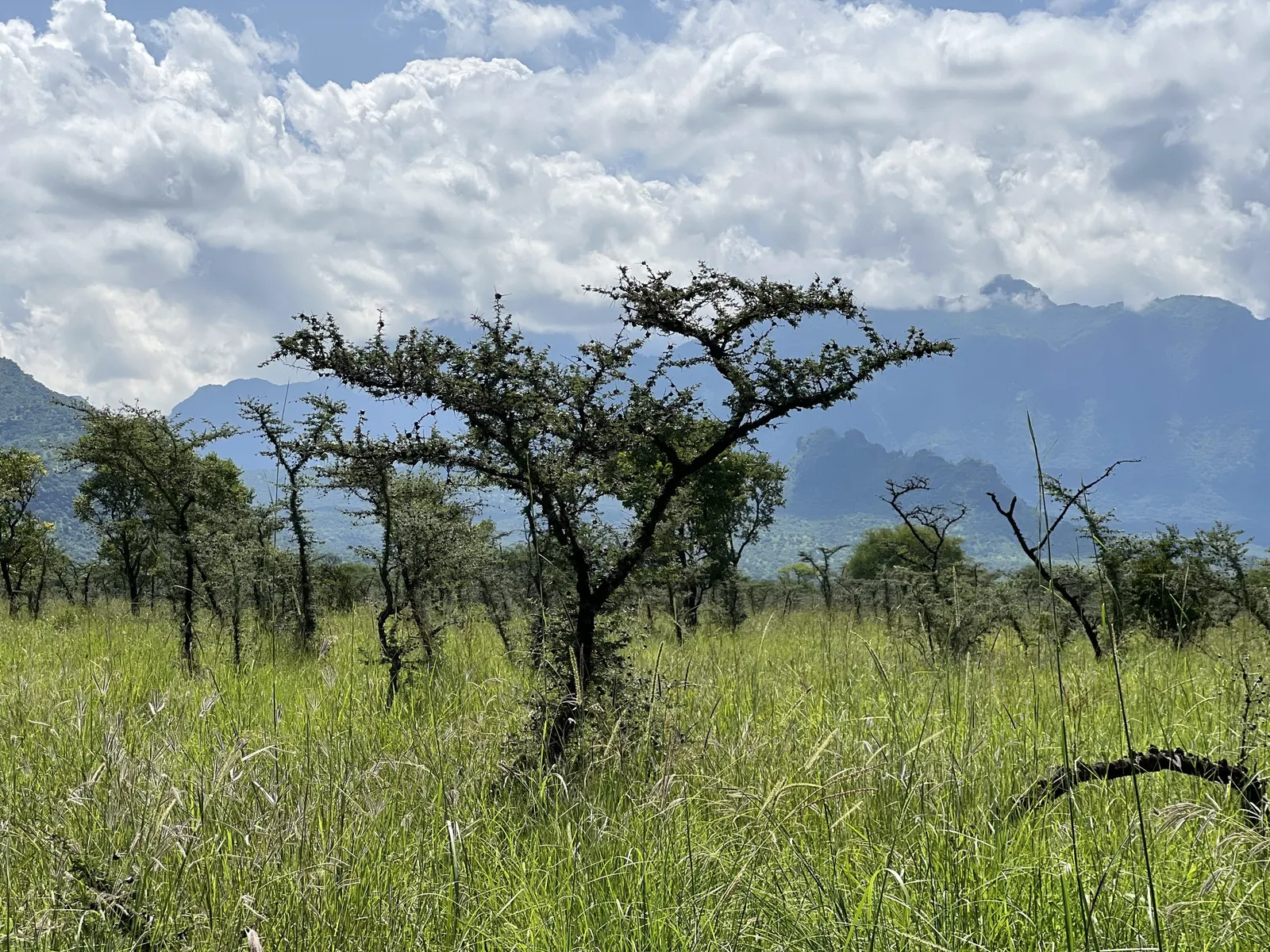 Twisted Acacia (Acacia Schaffneri) — Adaptable to various soil types, it requires full sun exposure
