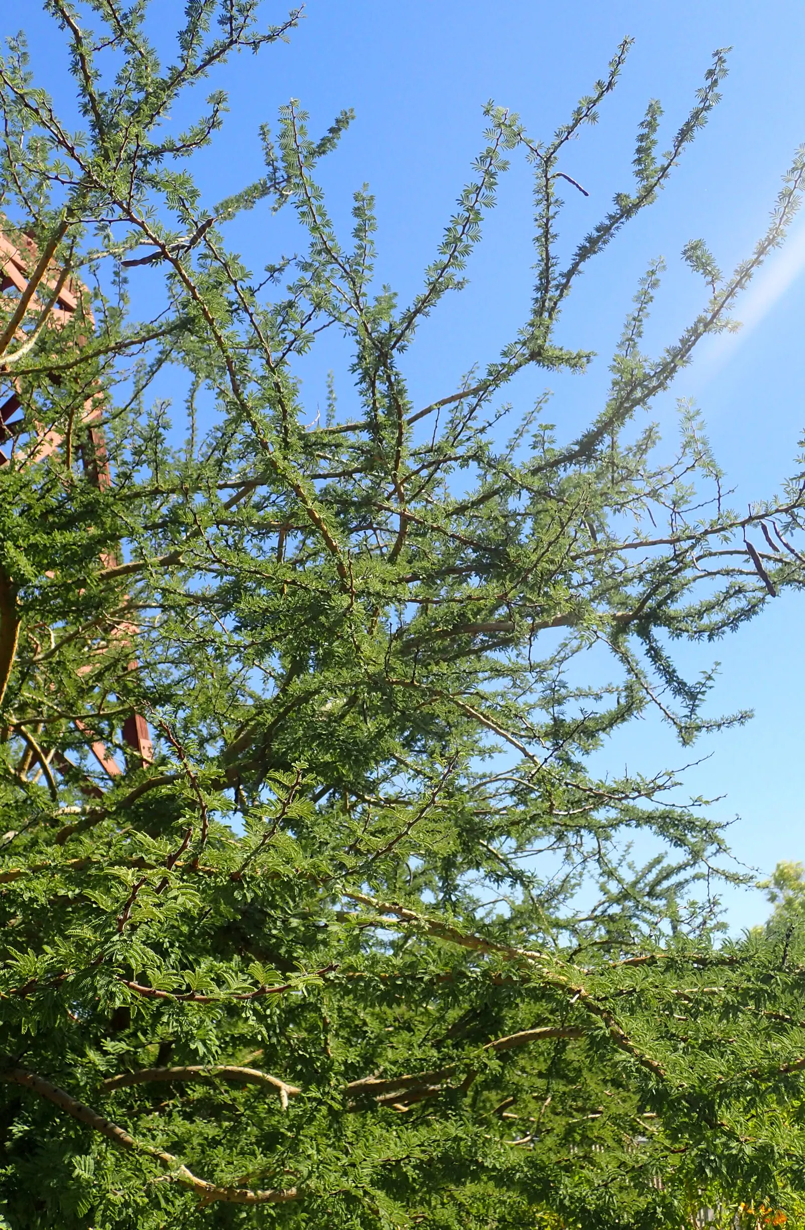 Twisted Acacia (Acacia Schaffneri) — commonly known as Twisted Acacia or Schaffner's Wattle