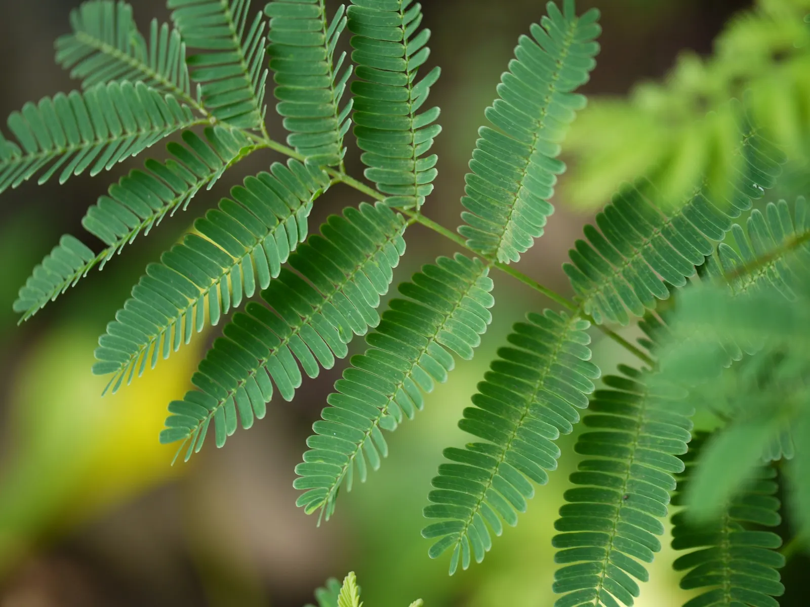 Twisted Acacia (Acacia Schaffneri) — The Twisted Acacia (Acacia schaffneri)