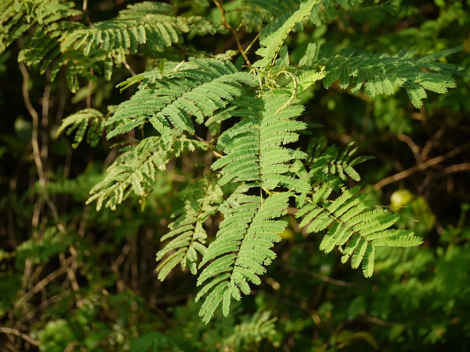 Twisted Acacia (Acacia Schaffneri) — it is particularly drought-tolerant once established