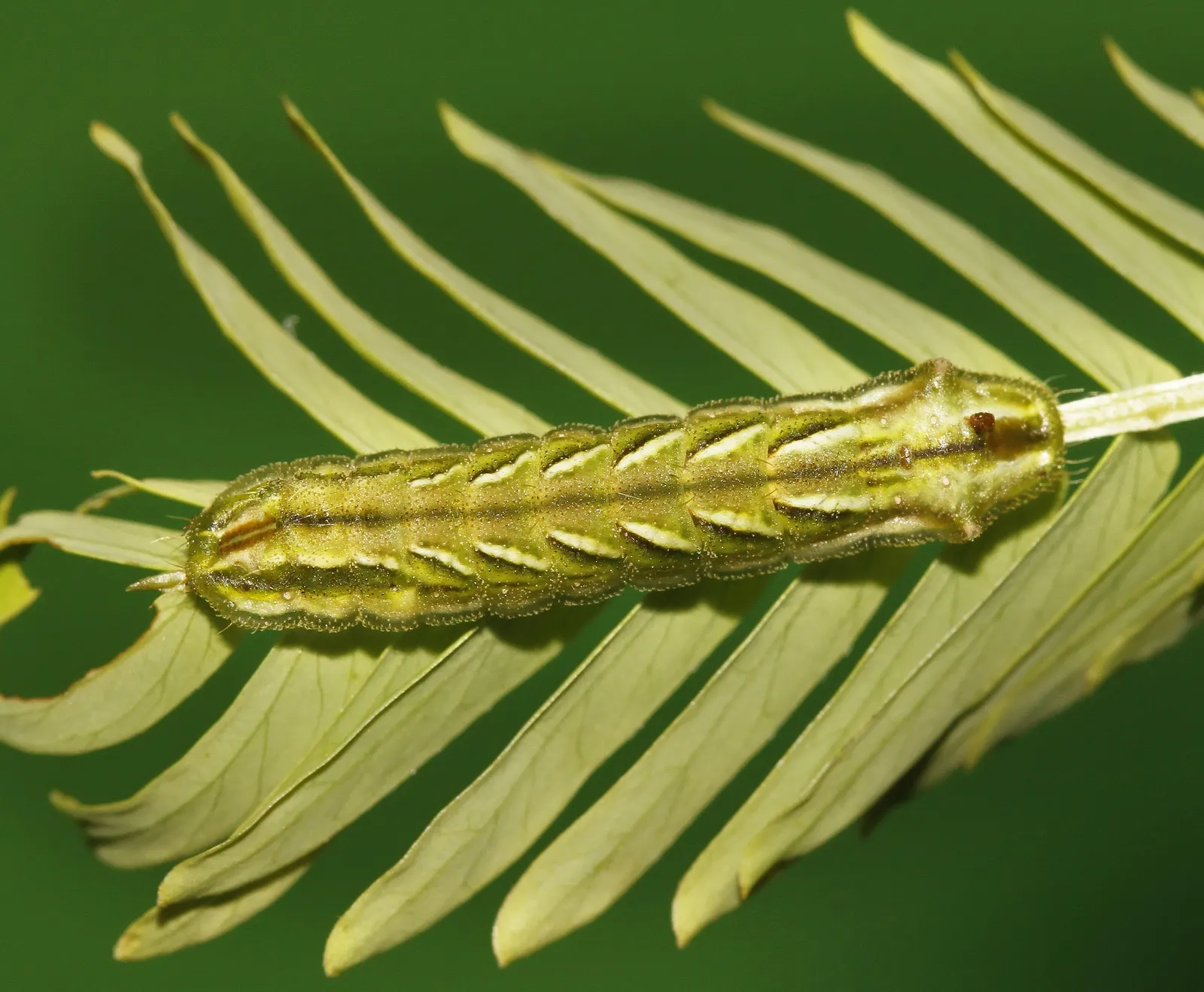 Twisted Acacia (Acacia Schaffneri) — reaches up to 15-20 feet high with a similar spread