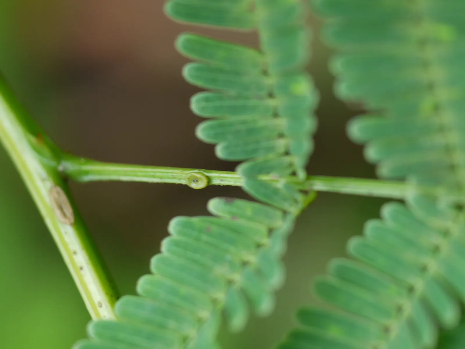 Twisted Acacia (Acacia Schaffneri) — yellow flowers in the garden