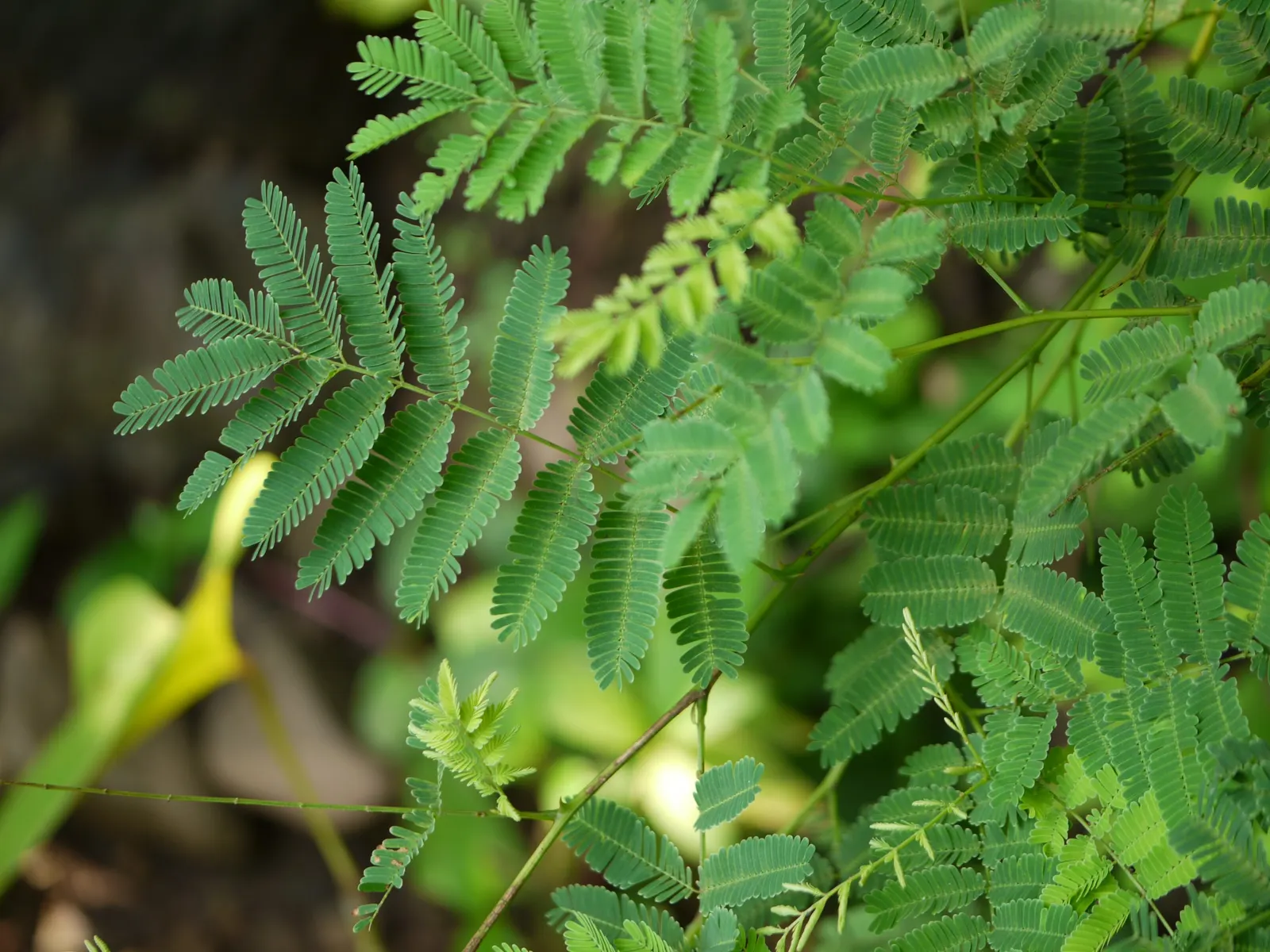 Twisted Acacia (Acacia Schaffneri) — deciduous small tree or large shrub; commonly known as Twisted Acacia or Schaffner's Wattle