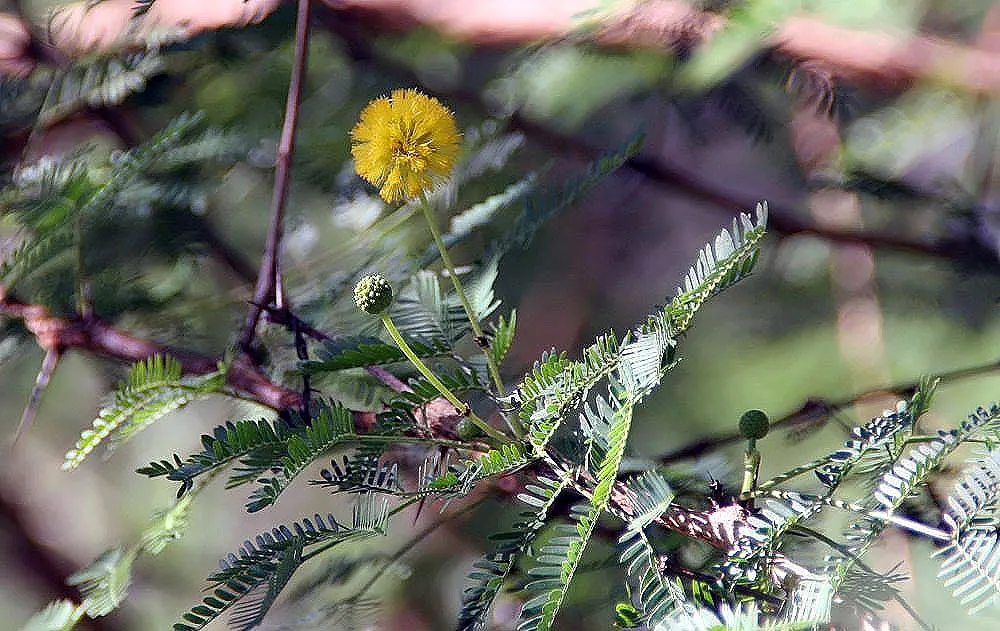 Twisted Acacia (Acacia Schaffneri) — Its distinguishing feature is the gracefully contorted branches, adorned with feathery, bright green foliage; requiring
