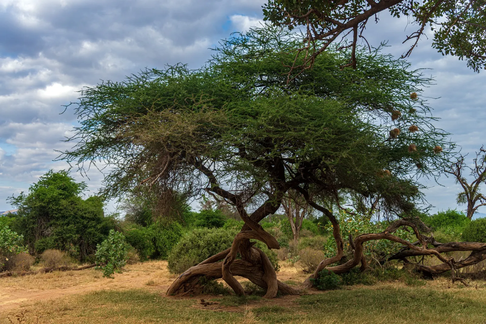 Twisted Acacia (Acacia Schaffneri) — the Twisted Acacia showcases clusters of bright yellow