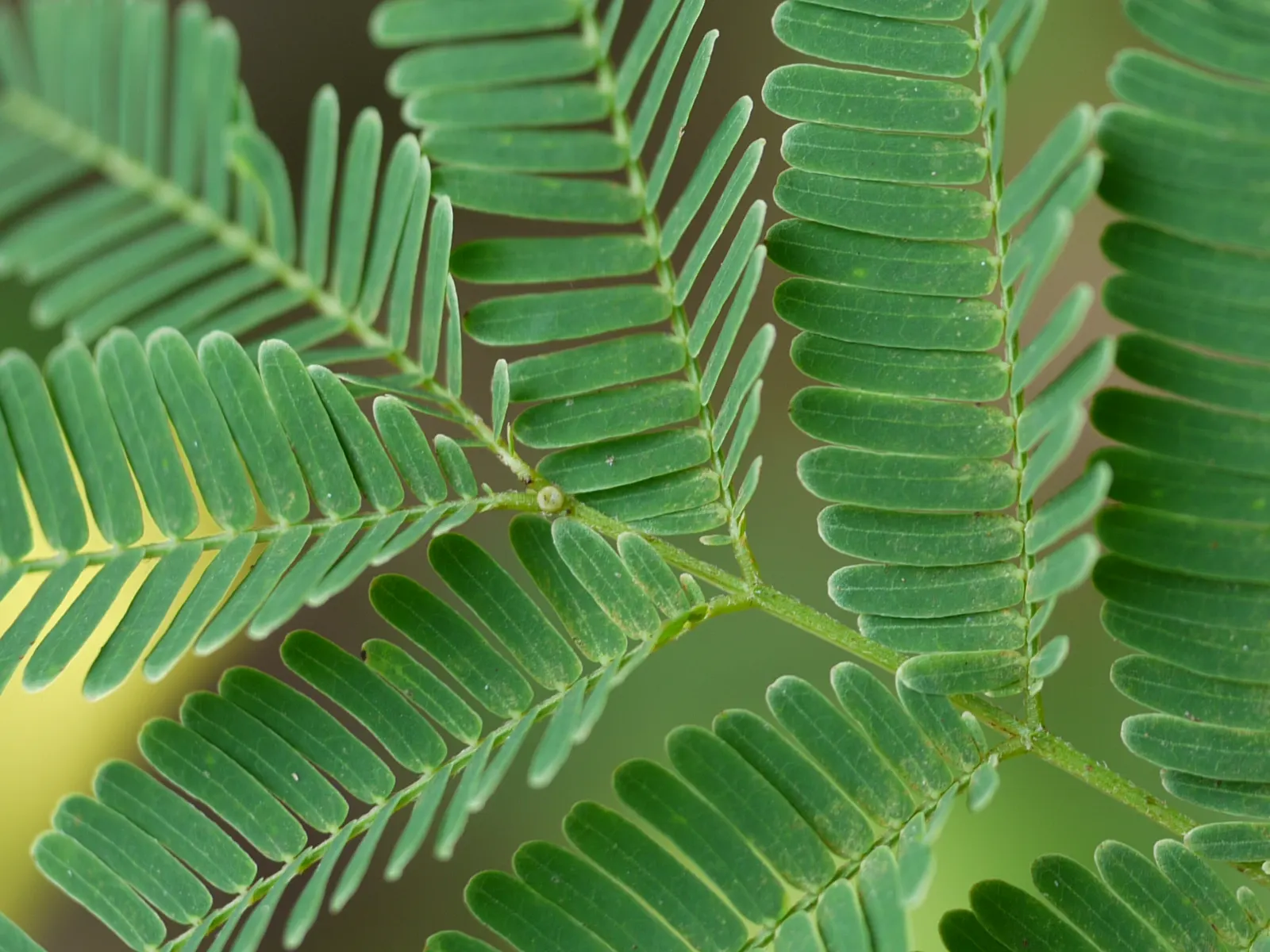 Twisted Acacia (Acacia Schaffneri) — and it is relatively low-maintenance