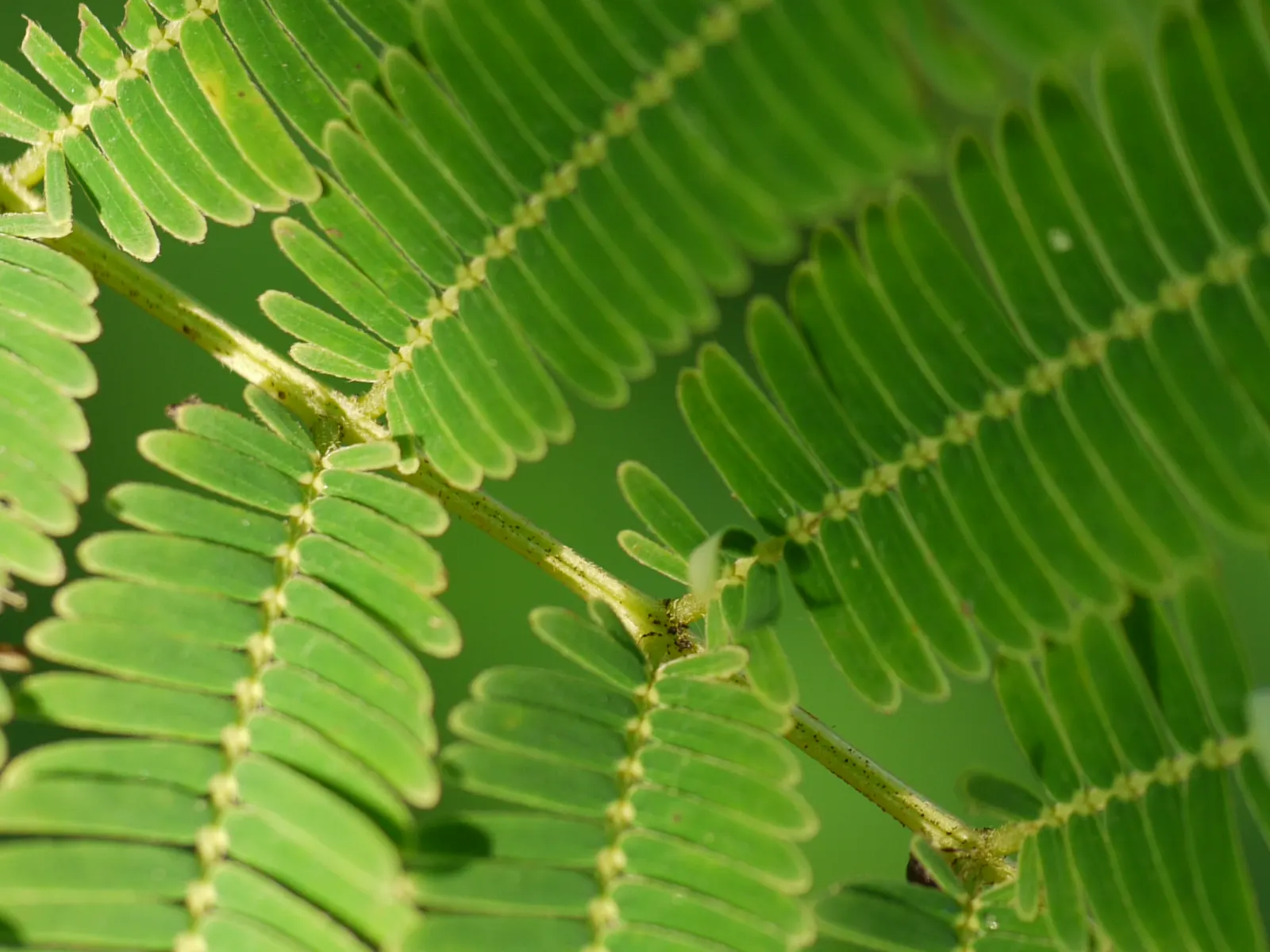 Twisted Acacia (Acacia Schaffneri) — Minimal water once established; caution advised as it possesses sharp thorns up to 2 inches long; thriving in