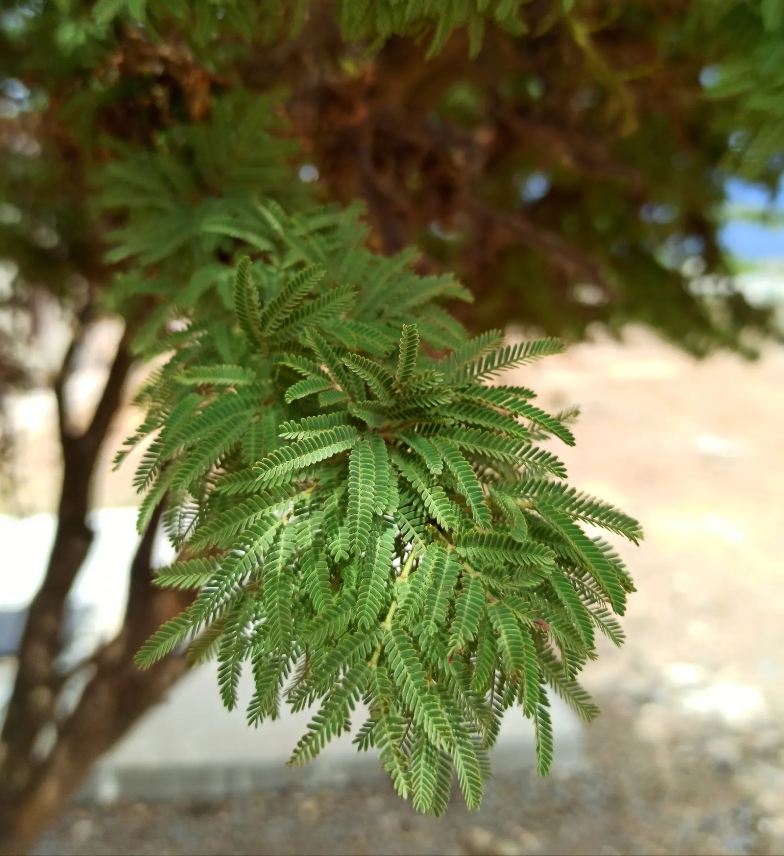 Twisted Acacia (Acacia Schaffneri) — making it an excellent choice for water-wise gardens