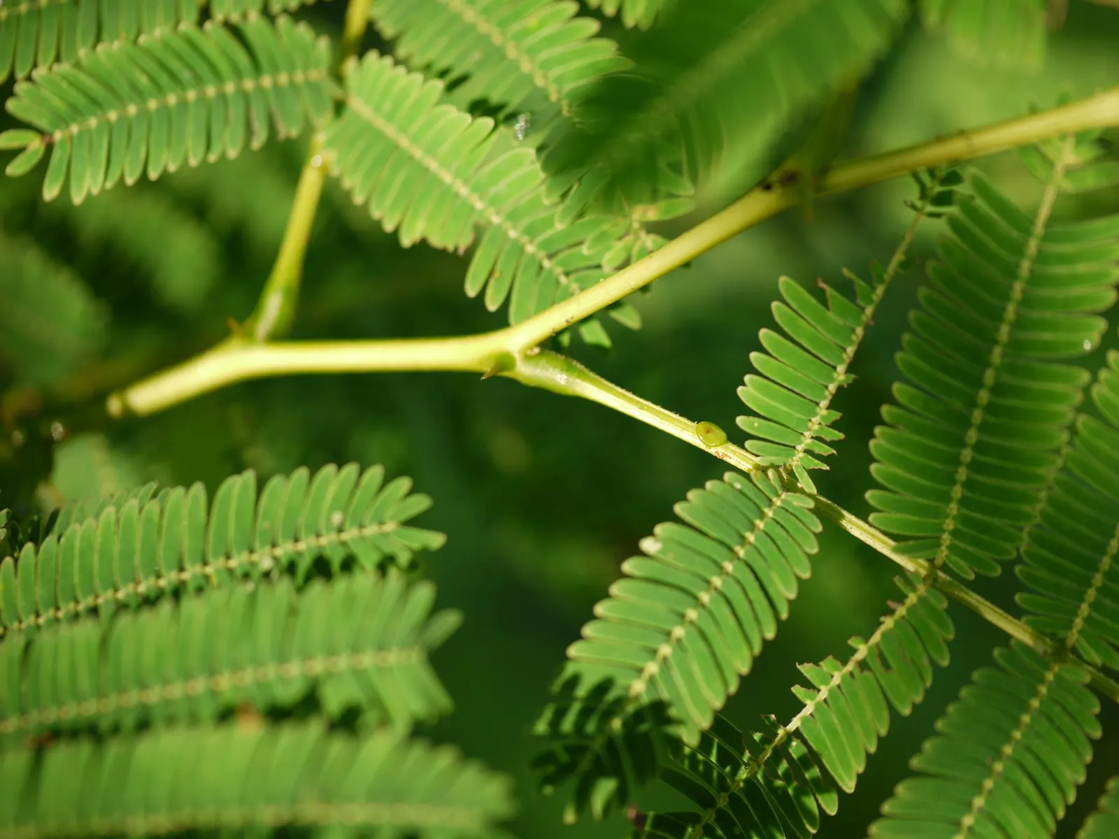 Twisted Acacia (Acacia Schaffneri) — contorted branches that add visual interest throughout the year