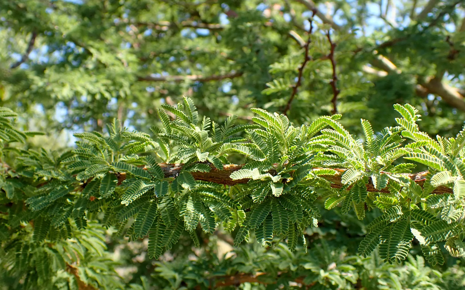 Twisted Acacia (Acacia Schaffneri) — Yellow puffball flowers emerge in spring, providing contrast and fragrance