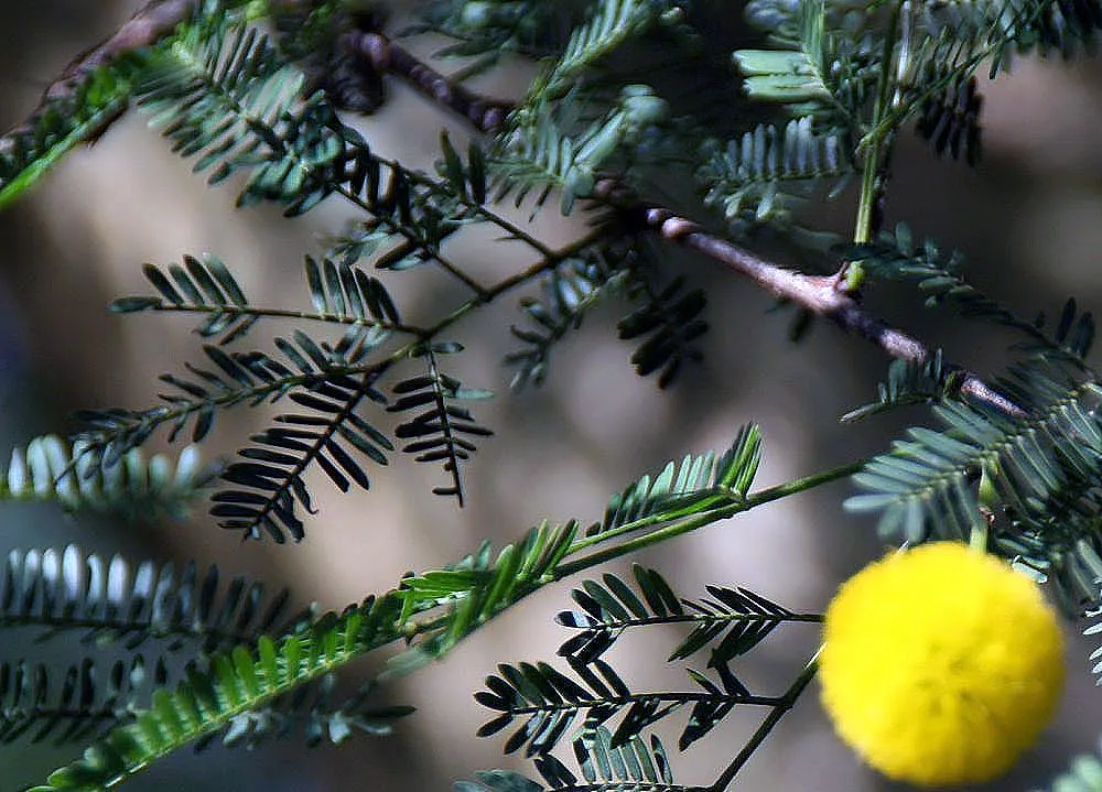 Twisted Acacia (Acacia Schaffneri) — tree for full