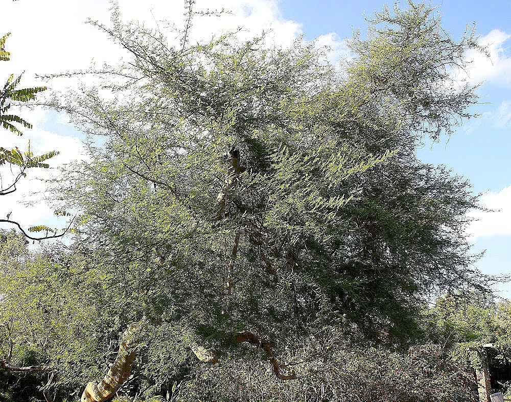 Twisted Acacia (Acacia Schaffneri) — thriving in well-draining soils