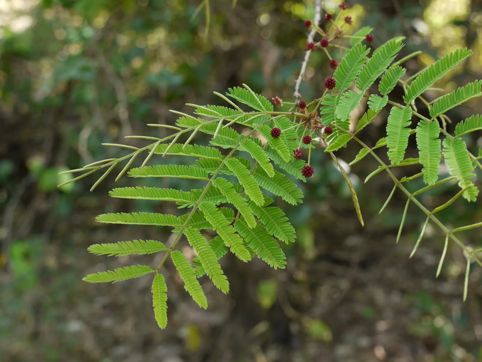 Twisted Acacia (Acacia Schaffneri) — reaches up to 15-20 feet high with a similar spread; during the growing season