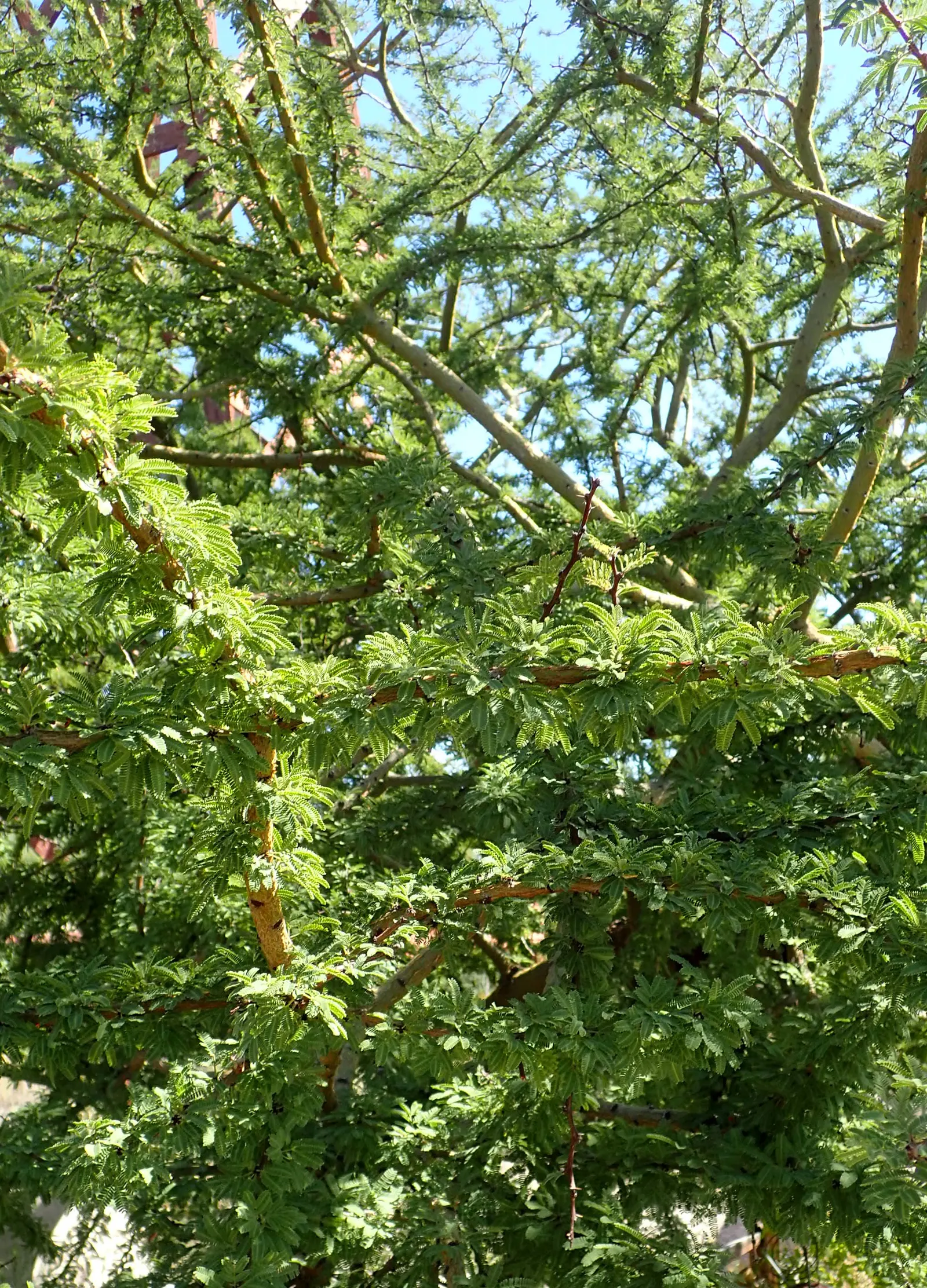 Twisted Acacia (Acacia Schaffneri) — Its canopy forms an open, airy structure with a somewhat weeping aspect due to the zigzagging of its branches