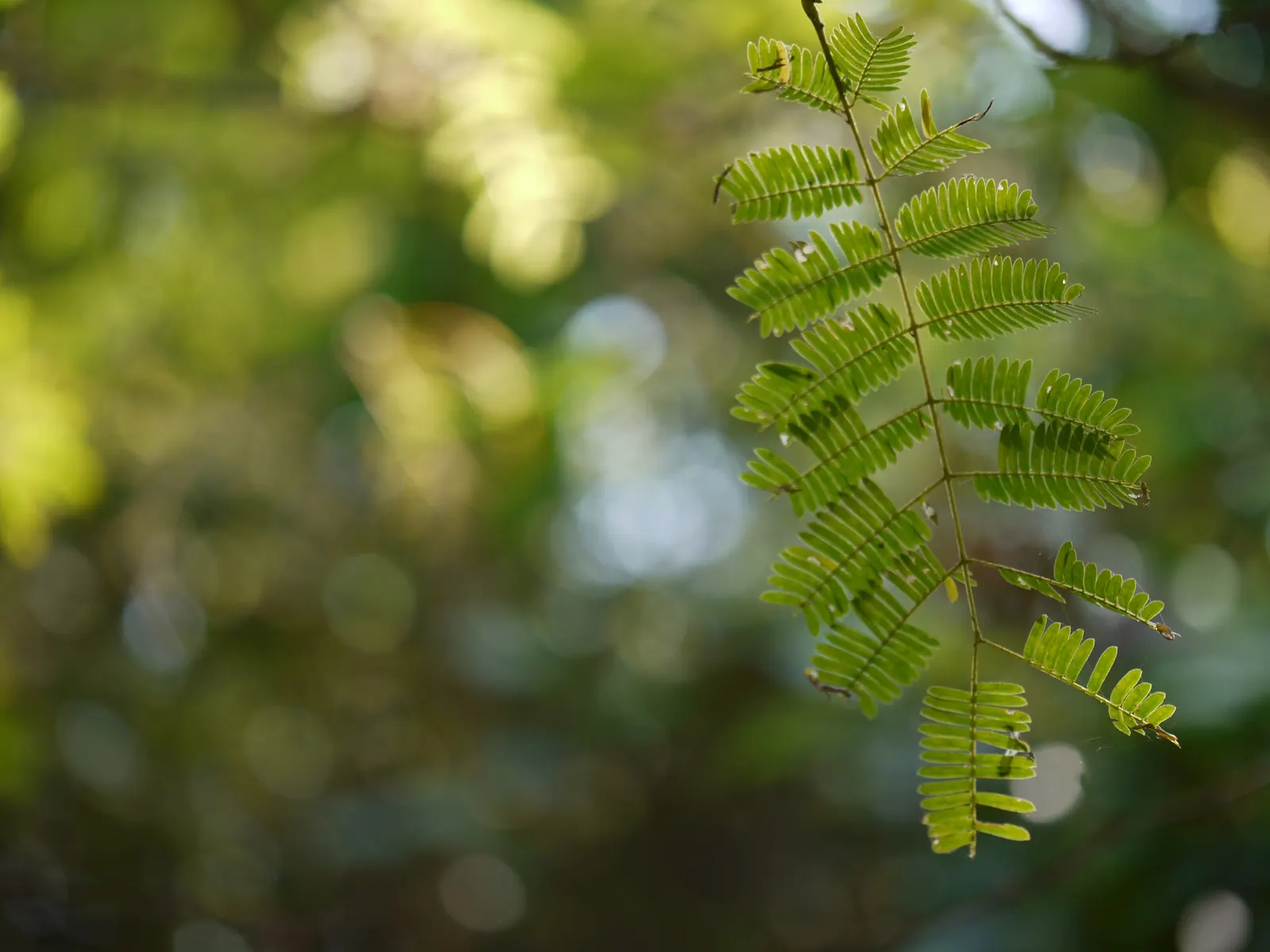 Twisted Acacia (Acacia Schaffneri) — Yellow puffball flowers emerge in spring, providing contrast and fragrance; reaches up to 15-20 feet high with a similar