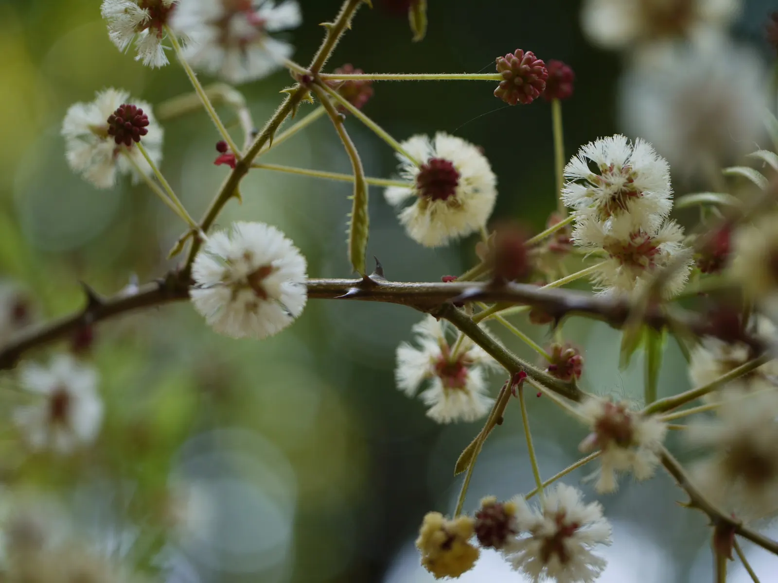 Twisted Acacia (Acacia Schaffneri) — The Twisted Acacia prefers full sun exposure