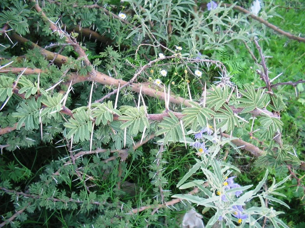 Twisted Acacia (Acacia Schaffneri) — Adaptable to various soil types, it requires full sun exposure; contorted branches that add visual interest throughout the