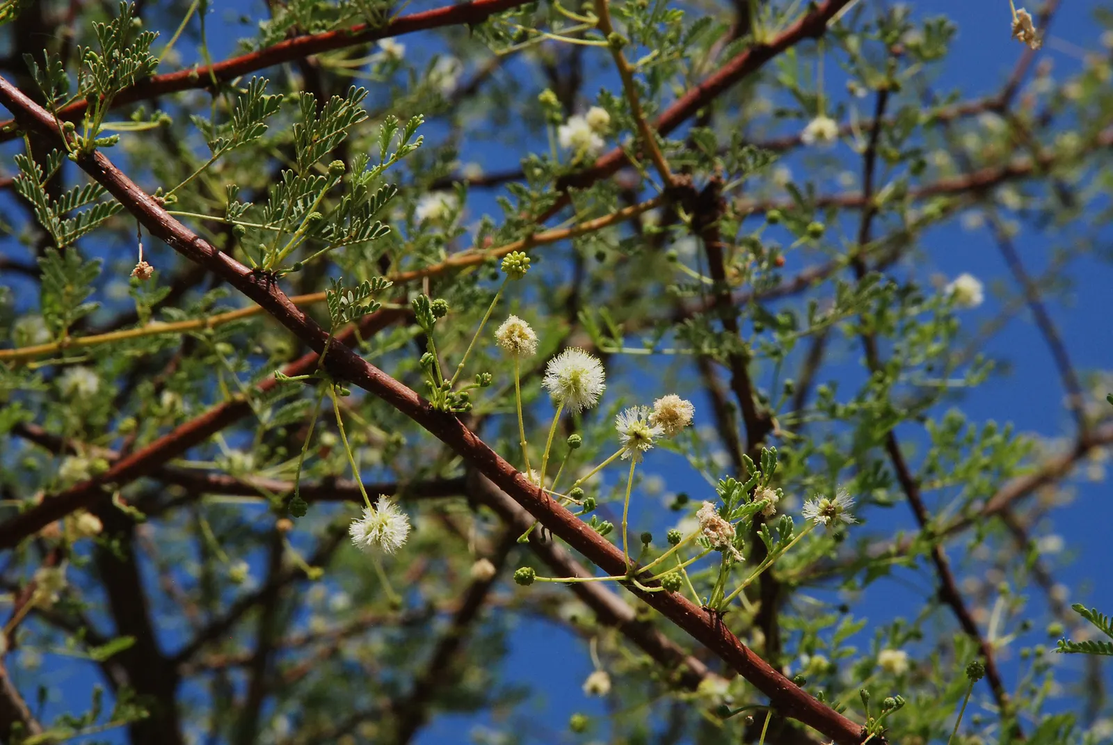 Twisted Acacia (Acacia Schaffneri) — deciduous small tree or large shrub