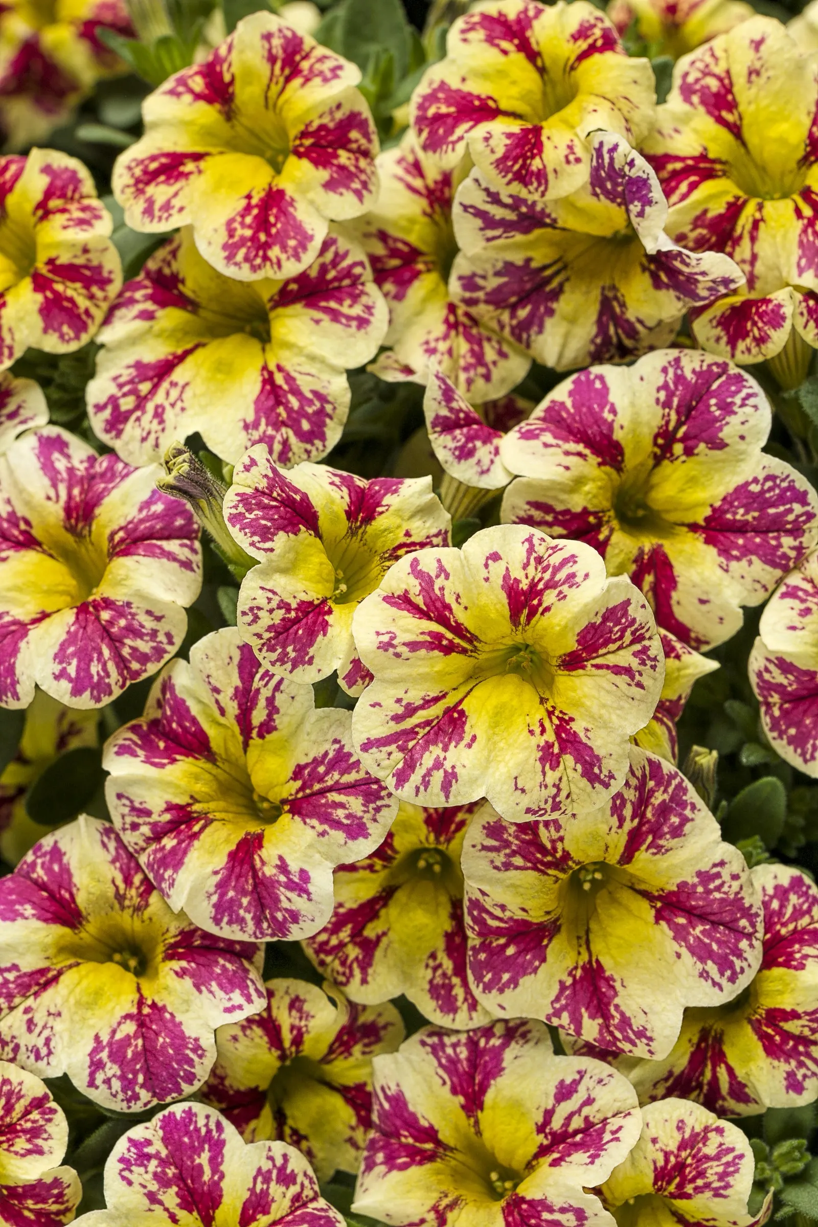 Holy Moly!® Calibrachoa — It grows 6-12 inches tall and spreads 12-24 inches, creating a lush spiller for baskets and containers