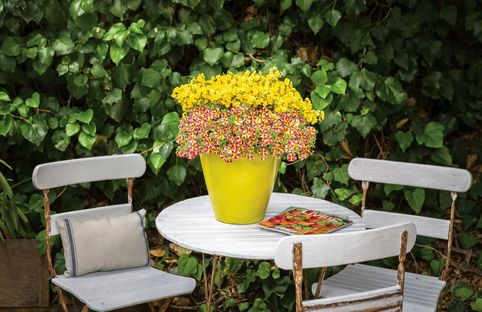 Holy Moly!® Calibrachoa — trailing annual with small petunia-like blooms in mottled yellow and cherry-red to pink
