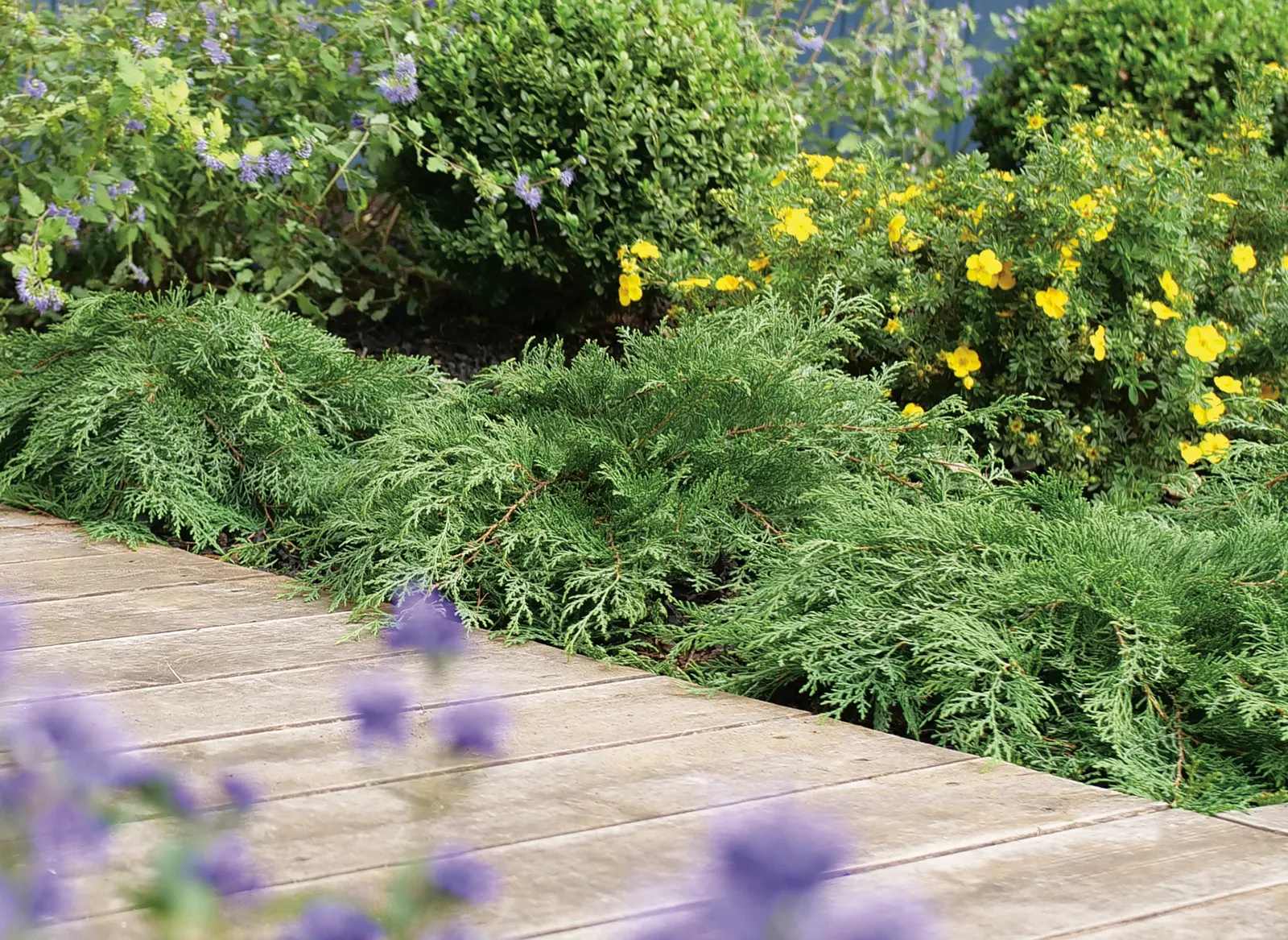 Celtic Pride® Siberian Cypress (Microbiota decussata) — information and resources