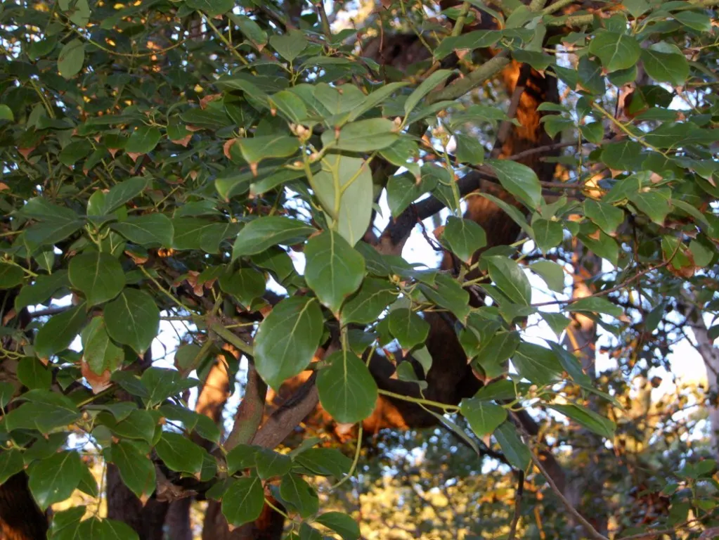 False Camphor Tree (Cinnamomum Glanduliferum) — Its canopy provides ample shade, making it a splendid choice for large landscapes