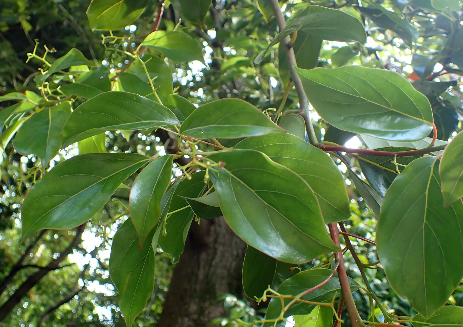 False Camphor Tree (Cinnamomum Glanduliferum) — Flowers are inconspicuous, but the tree is valued for its aromatic foliage and stature