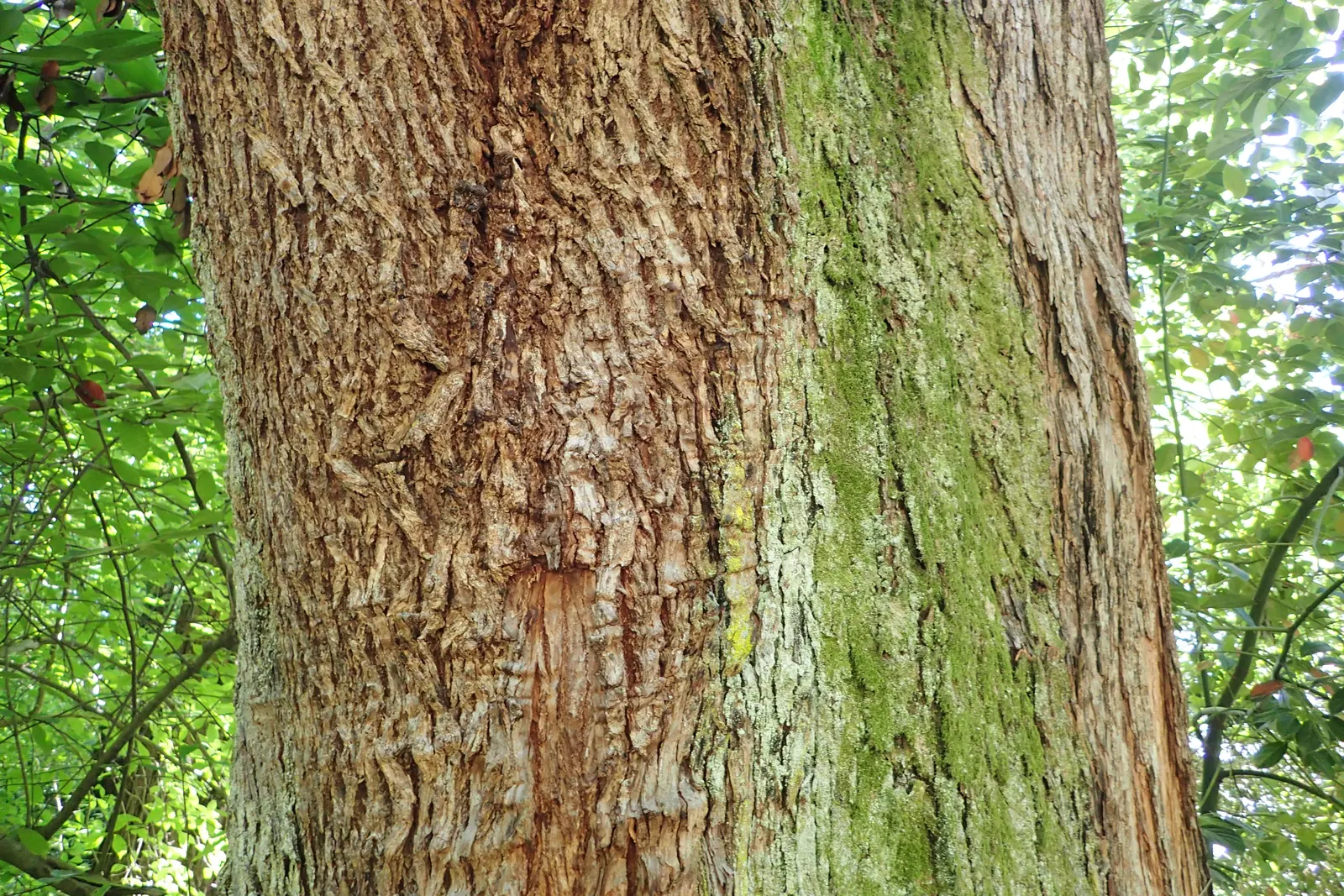 False Camphor Tree (Cinnamomum Glanduliferum) — is a versatile and aromatic evergreen species that brings a touch of the exotic to any landscape design