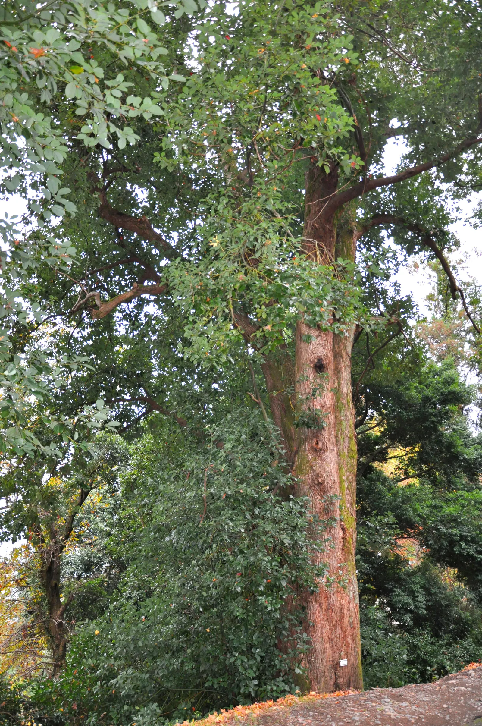False Camphor Tree (Cinnamomum Glanduliferum) — Its glossy leaves emit a spicy fragrance when crushed, adding a sensory appeal
