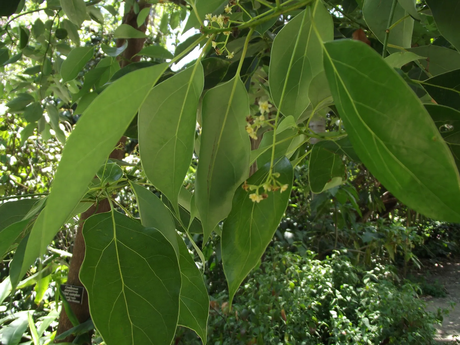 False Camphor Tree (Cinnamomum Glanduliferum) — Ideal for zones 10-11, it thrives in full sun to partial shade and requires well-drained soils