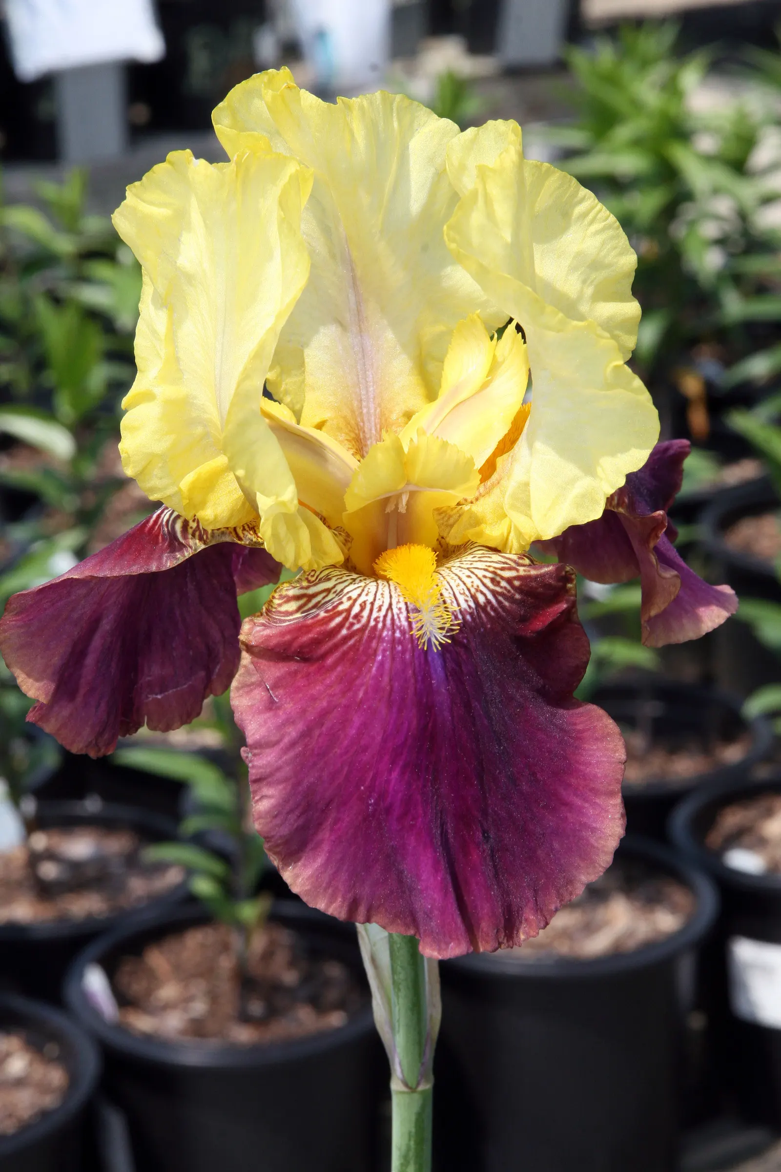Blatant Bearded Iris (Iris Bearded 'Blatant') — The Bearded Iris 'Blatant' is a striking perennial, boasting showy bicolor blooms up to 6 inches wide