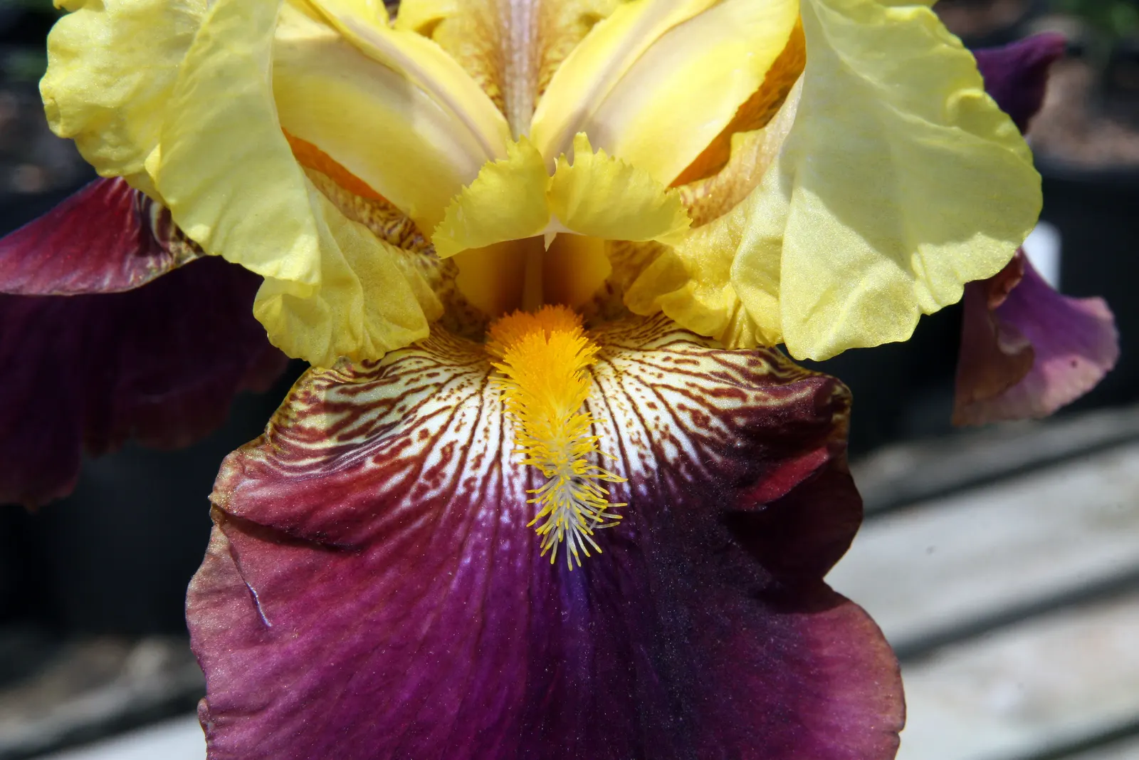 Blatant Bearded Iris (Iris Bearded 'Blatant') — blooming atop 36-inch tall stems in late spring to early summer