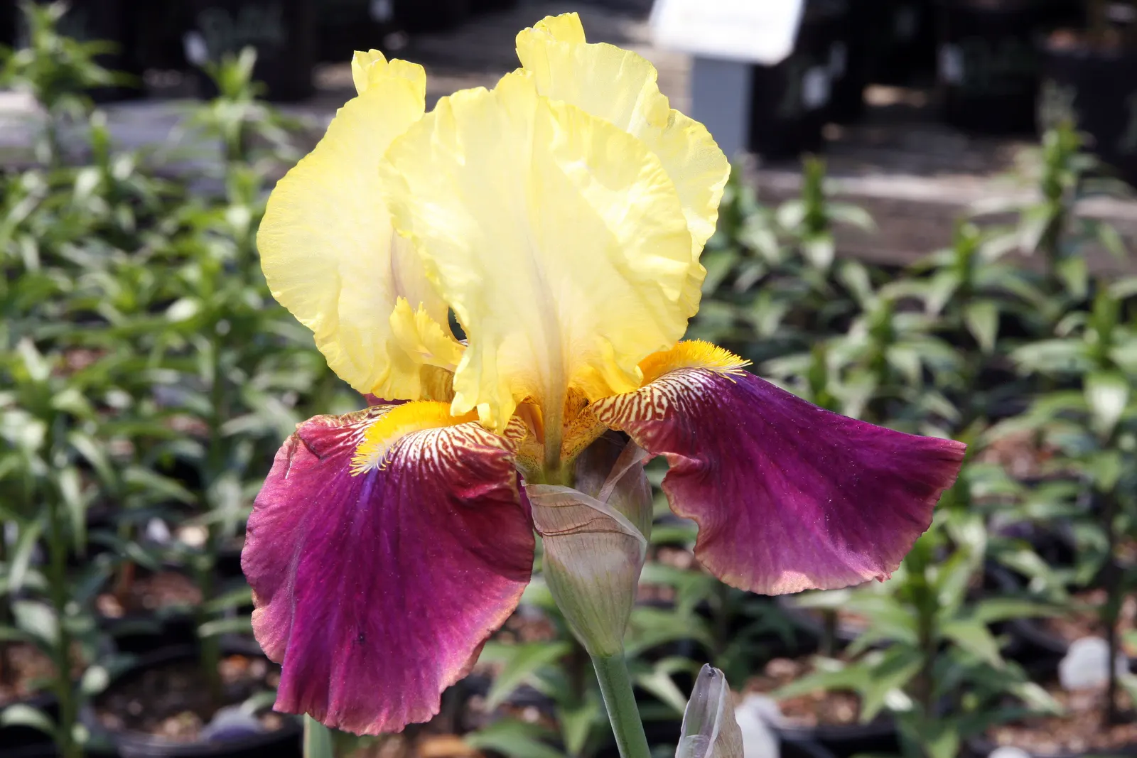 Blatant Bearded Iris (Iris Bearded 'Blatant') — Zones 3-9 suit this drought-tolerant Iris, which thrives in full sun to partial shade