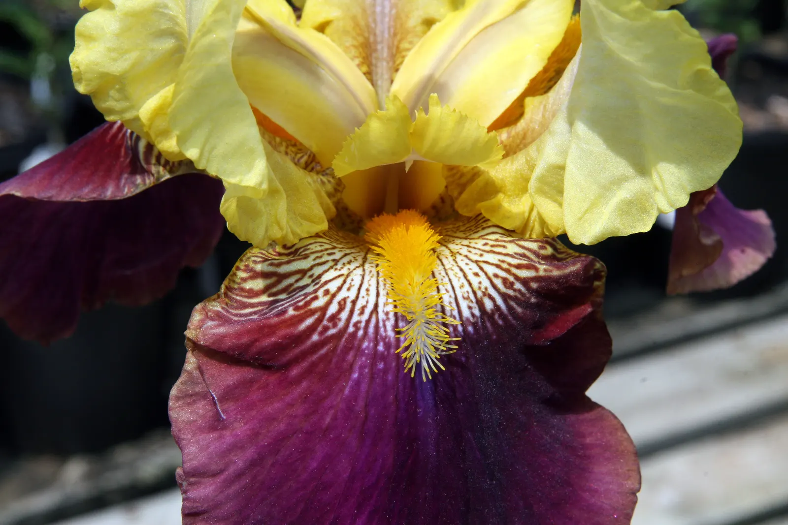 Blatant Bearded Iris (Iris Bearded 'Blatant') — Its ruffled petals combine deep golden-yellow with vivid red-orange beards