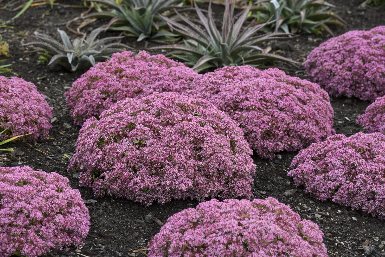 'Pride and Joy' Stonecrop (Sedum hybrid) — the plant is covered in a broad dome of dark pink flowers