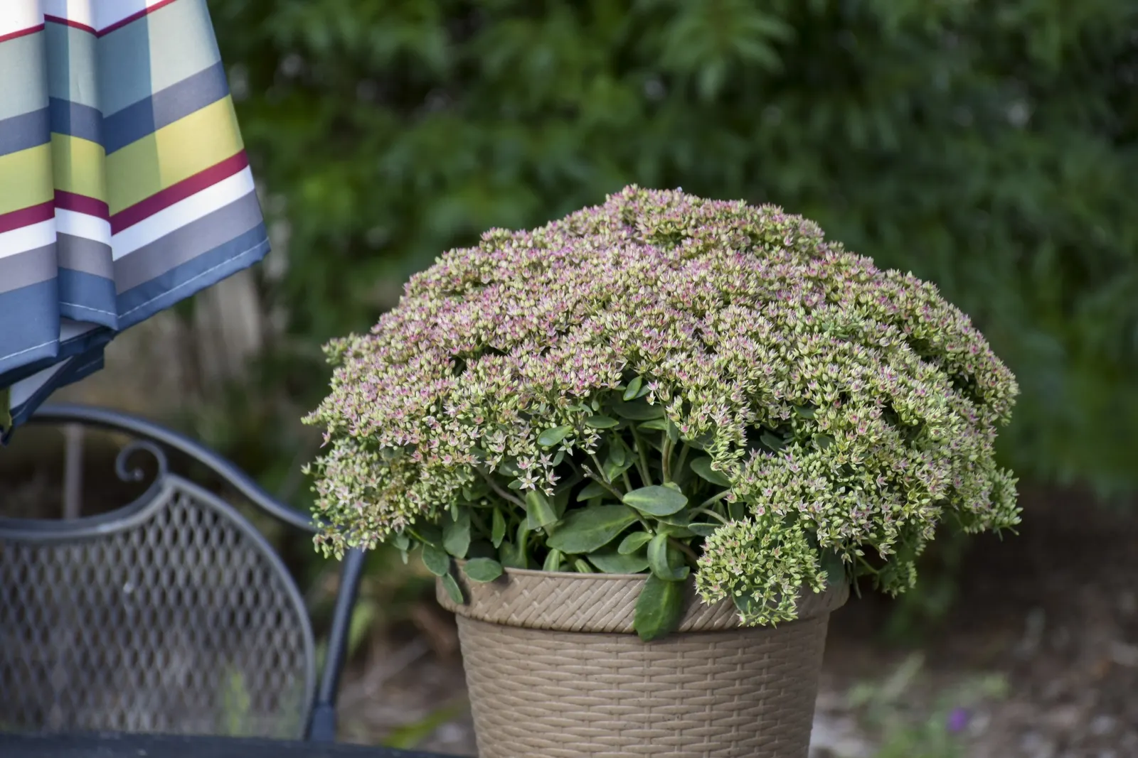 'Pride and Joy' Stonecrop (Sedum hybrid) — It matures at 10-12 inches tall and 16-20 inches wide