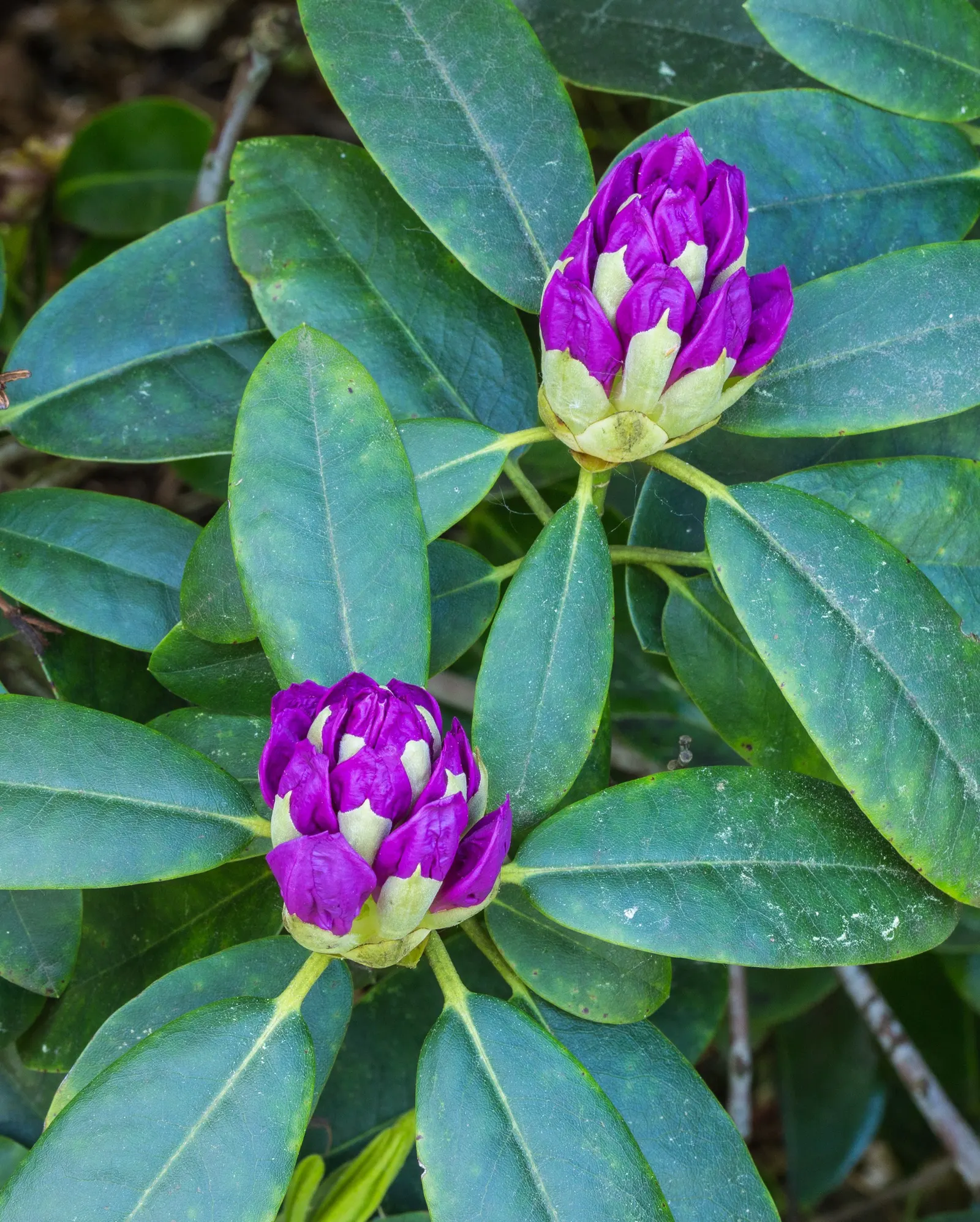 Common Rhododendron (Rhododendron Ponticum) — so check local regulations before including it in your design; often referred to as the Common Rhododendron