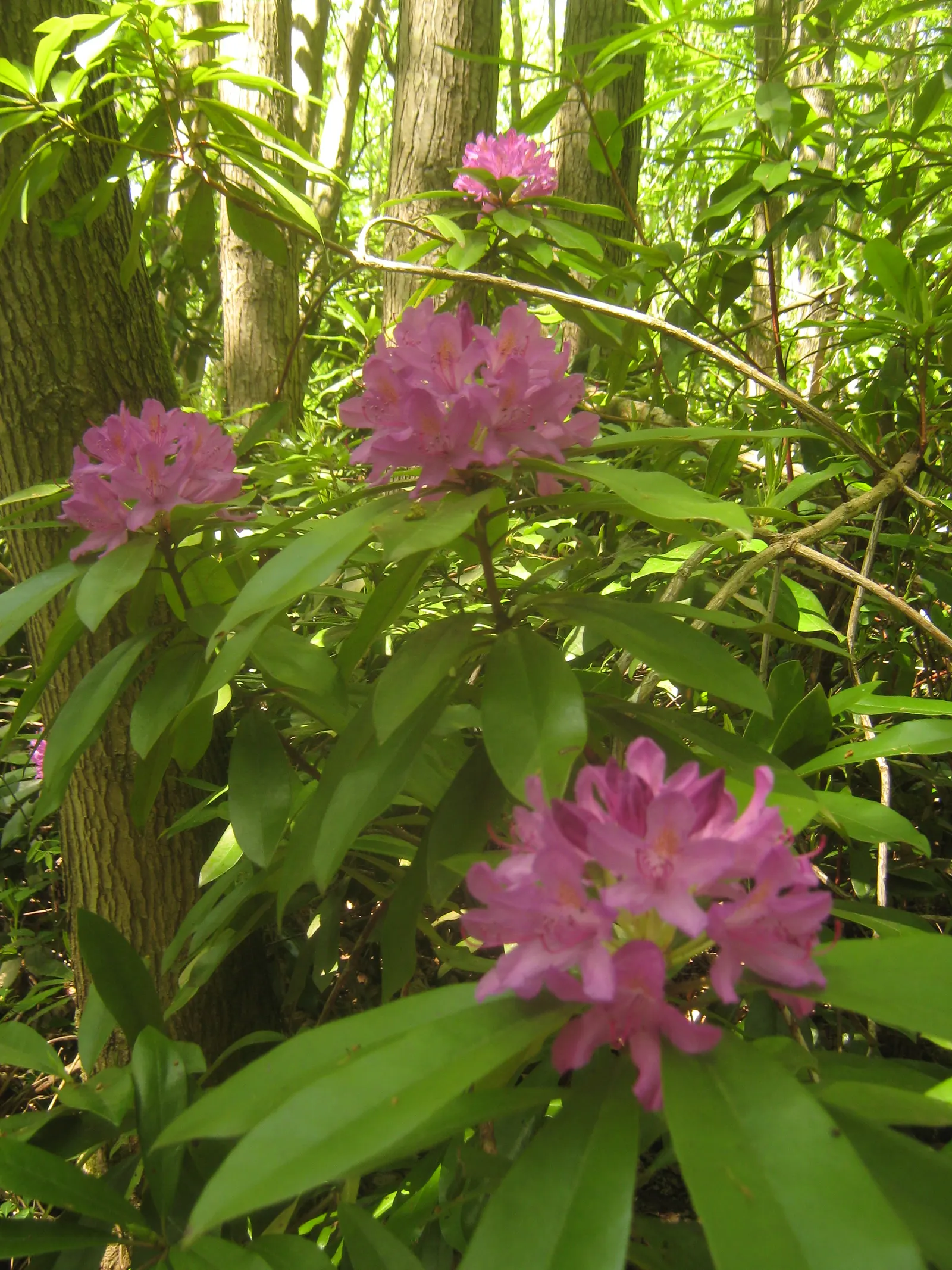 Common Rhododendron (Rhododendron Ponticum) — Note, it's considered invasive in some regions, so check local guidelines before planting; its optimal growing