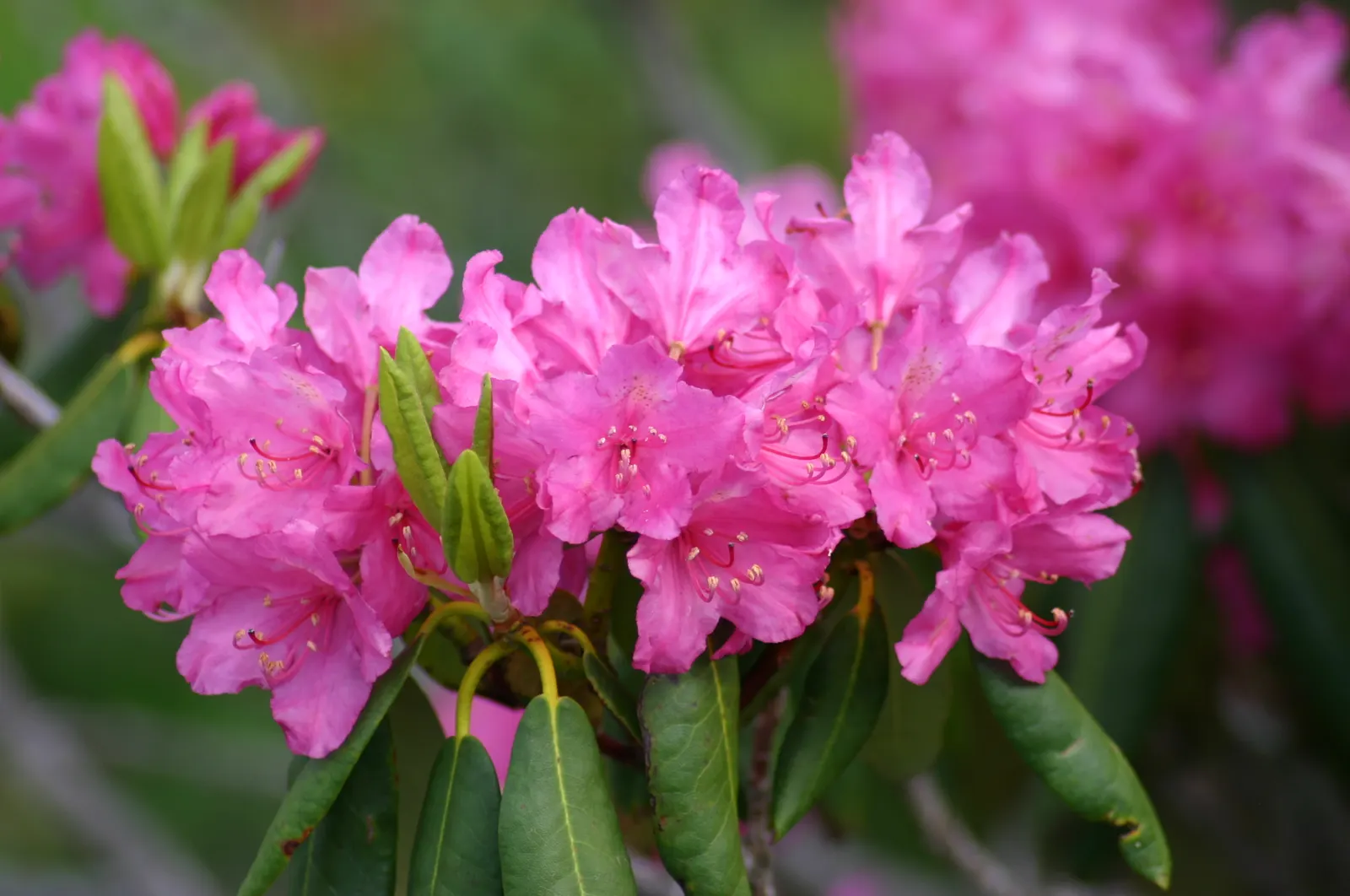 Common Rhododendron (Rhododendron Ponticum) — selective pruning after flowering is advisable.<br><br>For gardeners and property owners; blue and, image 68