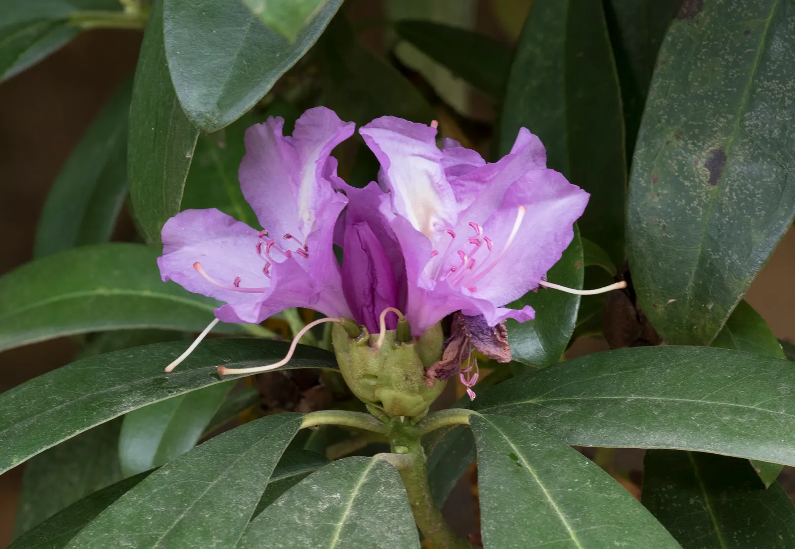 Common Rhododendron (Rhododendron Ponticum) — is a widely recognized evergreen shrub that offers a substantial visual impact in any landscape, image 58