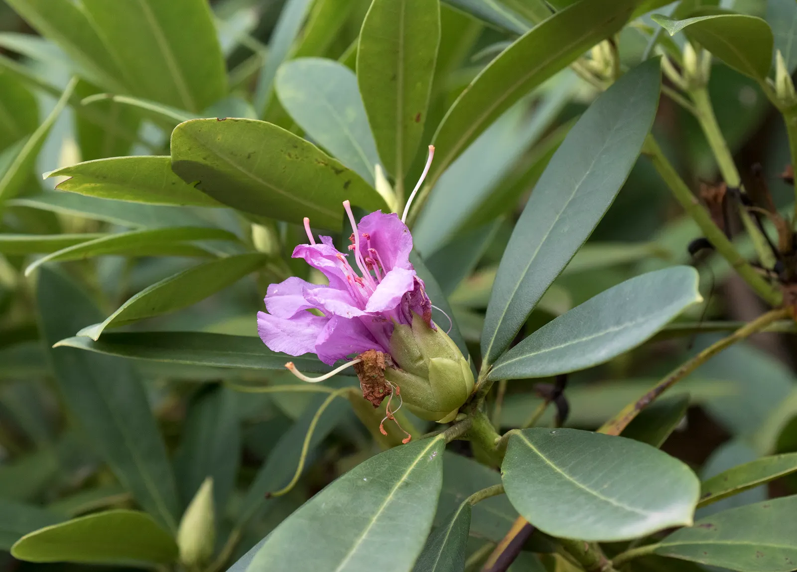 Common Rhododendron (Rhododendron Ponticum) — and caution should be exercised around pets and young children