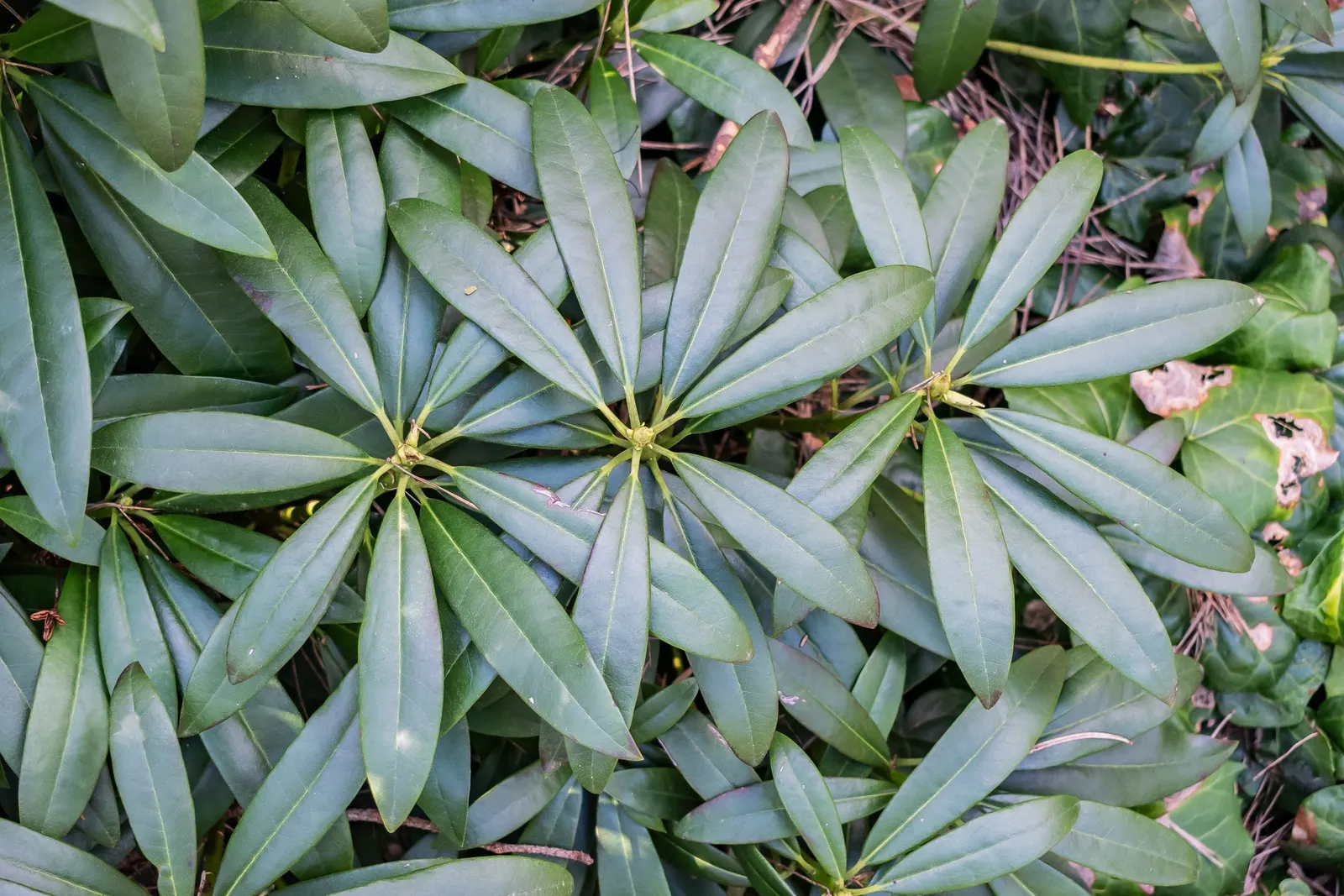 Common Rhododendron (Rhododendron Ponticum) — Its glossy leaves are 4-6 inches long
