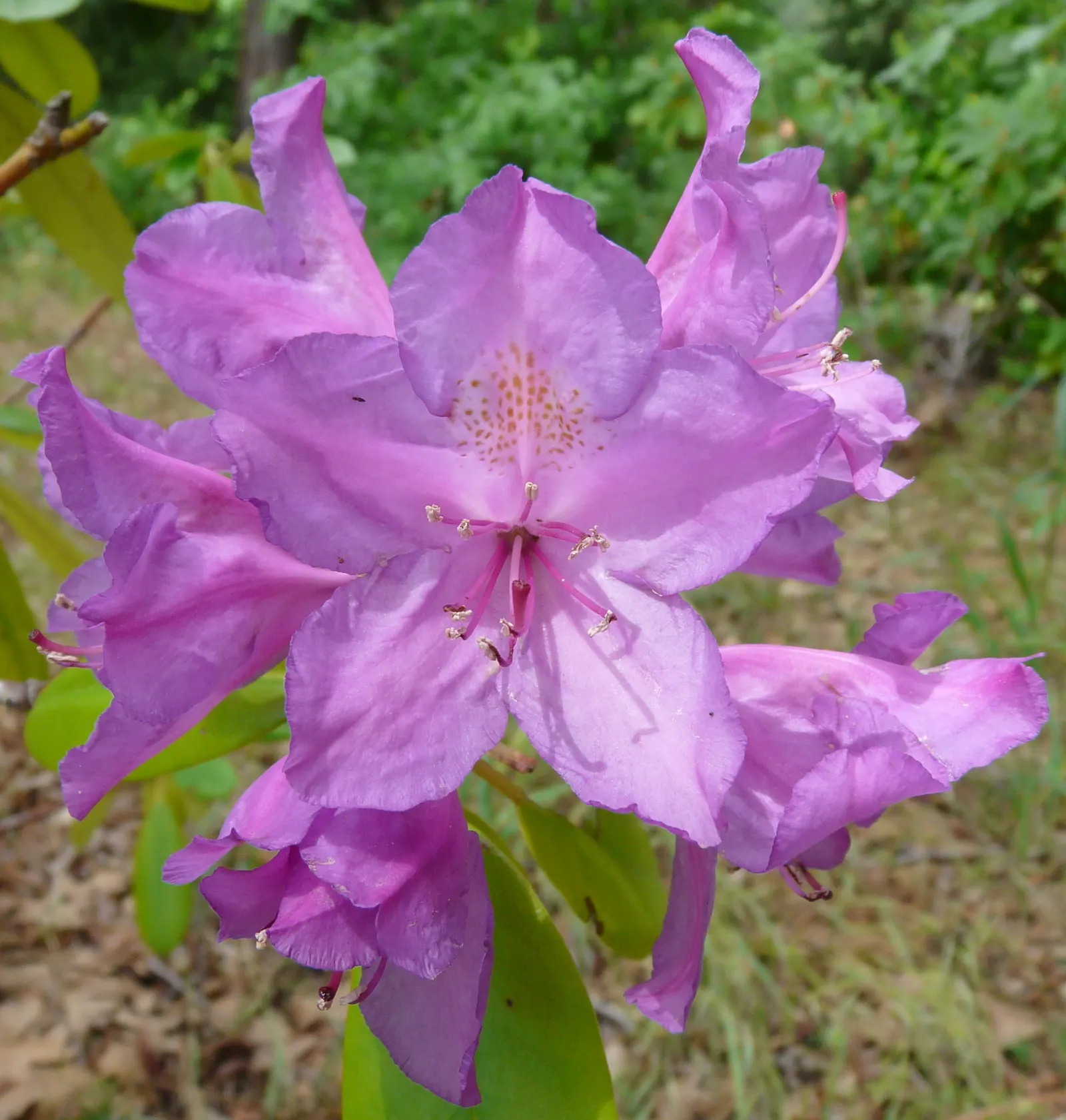 Common Rhododendron (Rhododendron Ponticum) — It typically reaches 8-12 ft in height and spreads up to 8 ft; the Rhododendron ponticum should be allotted ample