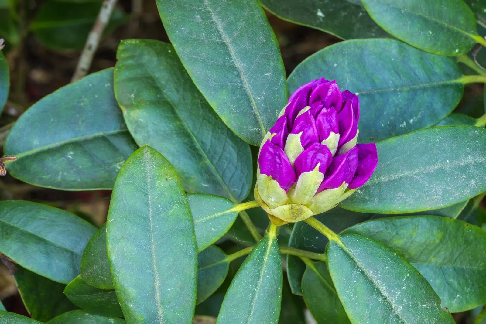 Common Rhododendron (Rhododendron Ponticum) — It thrives in USDA Hardiness Zones 4 through 8 and prefers partial to full shade; note, it's, image 87